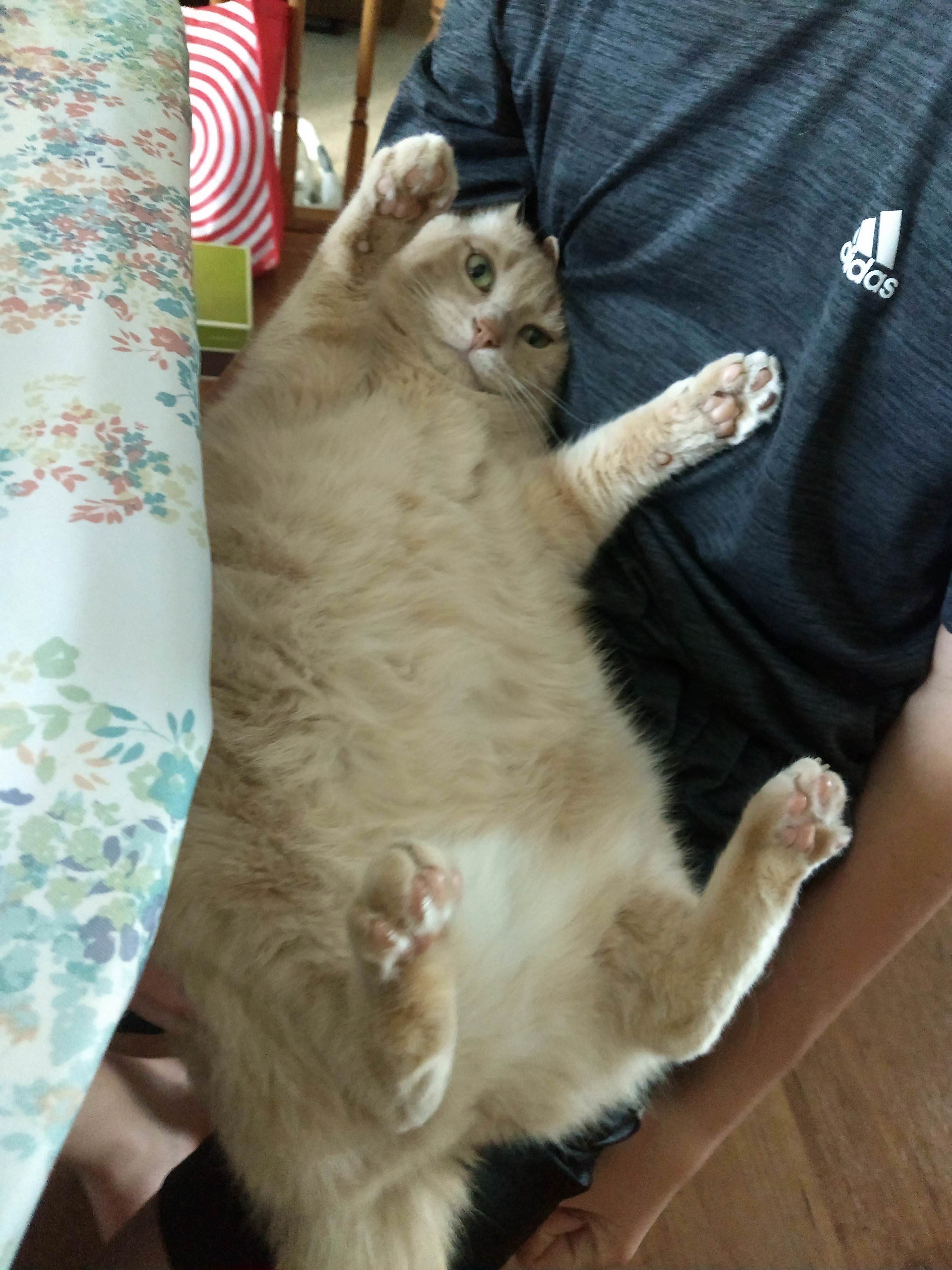 Too.... Much... Catnip