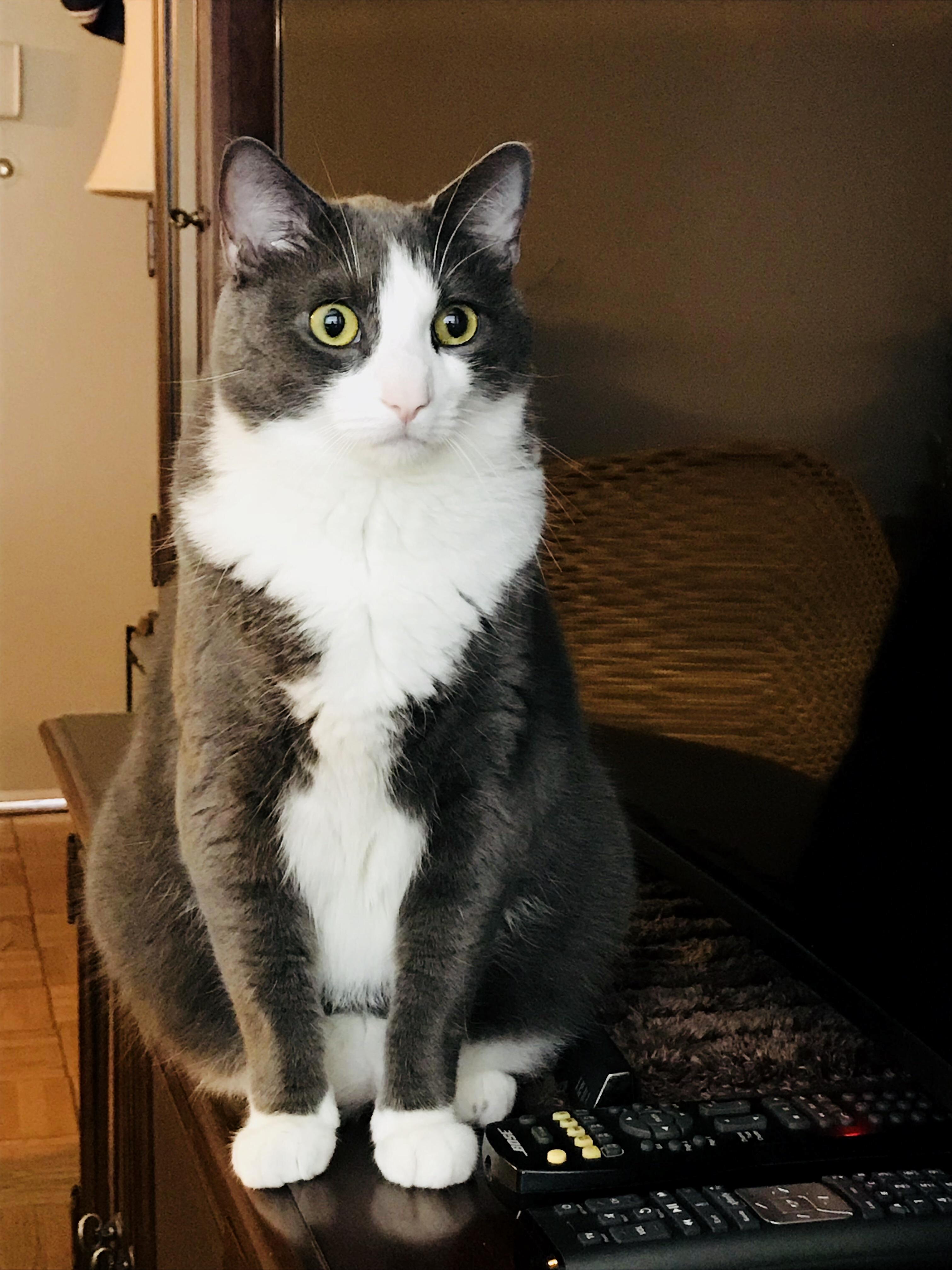 Tuxedo Boy
