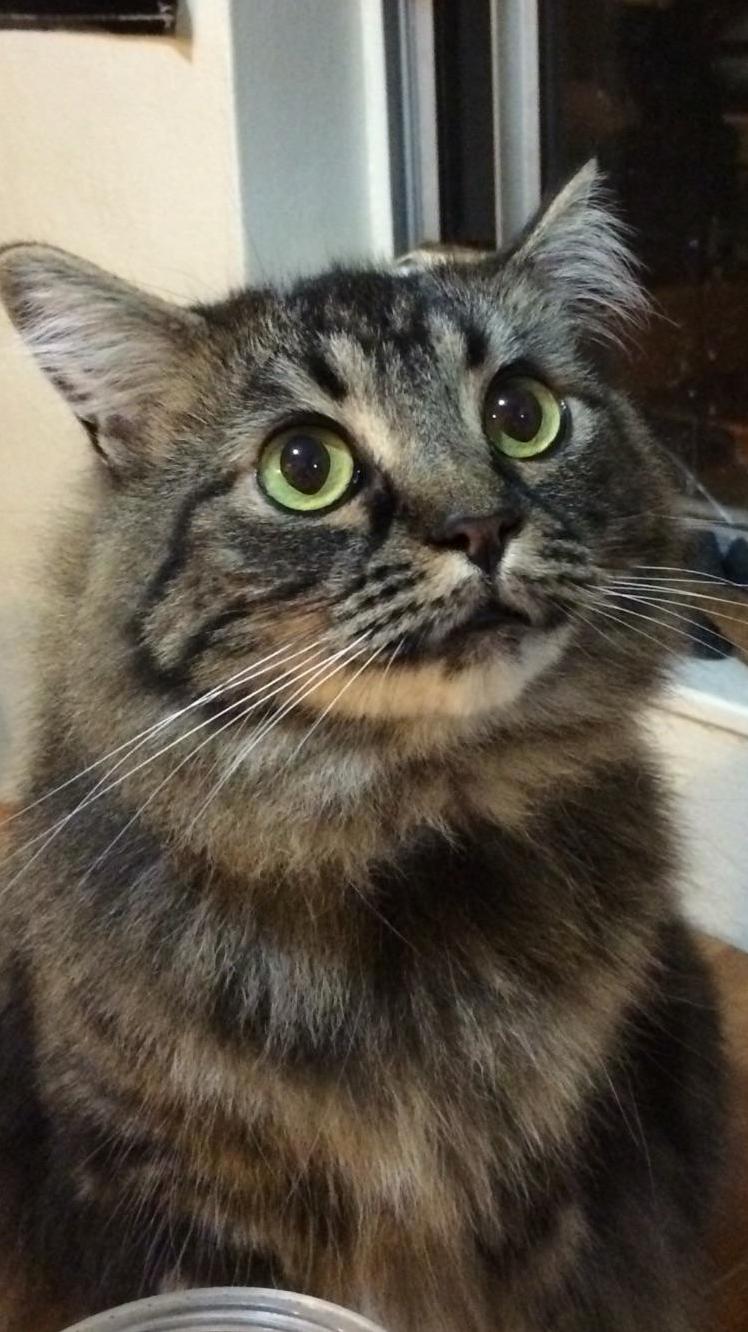 Unexpectedly Lost My Best Friend Today. Her Name Was Lily and She Was Honestly the Sweetest Mamas Girl.