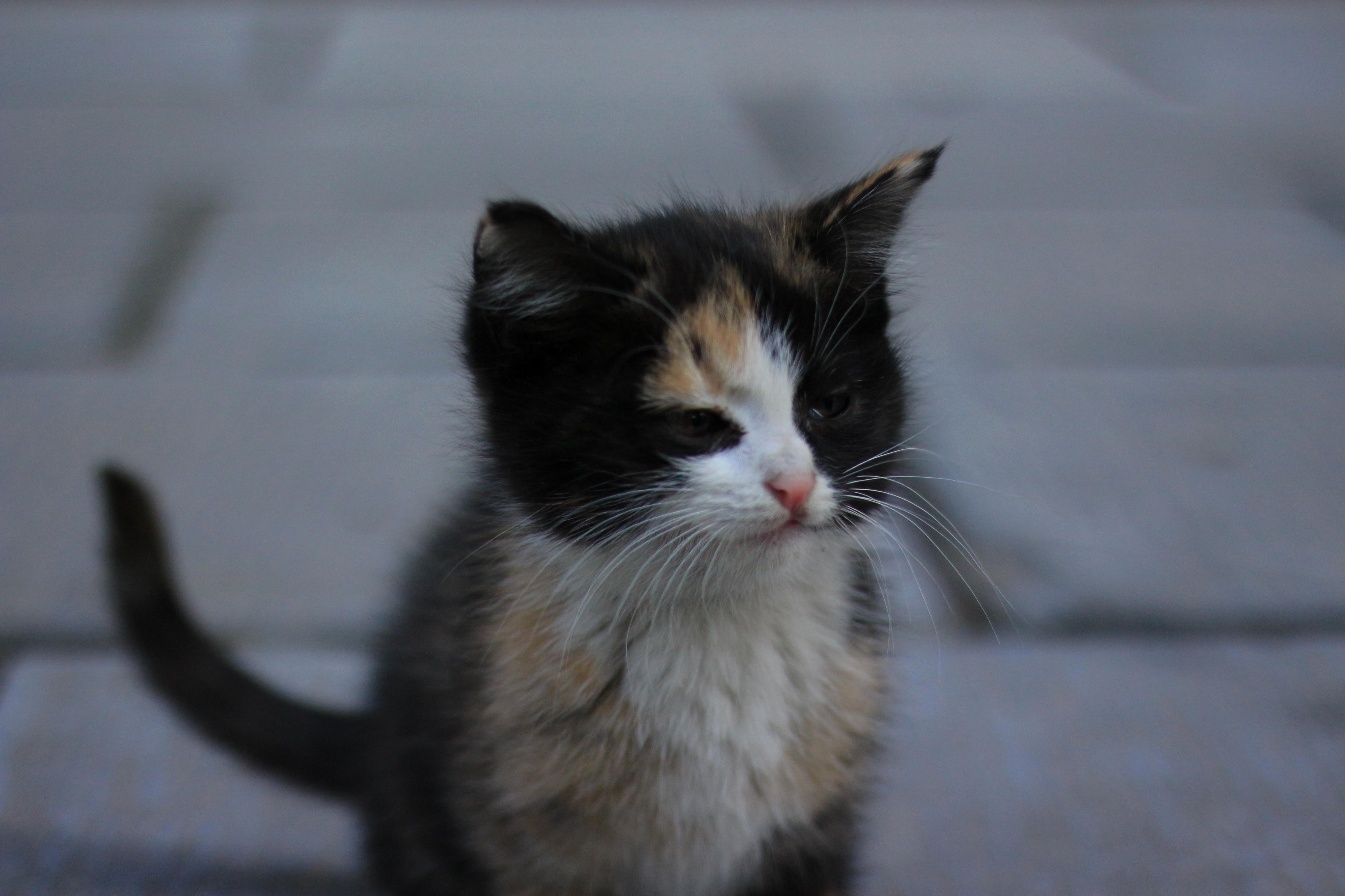 Unimpressed Cat Is Unimpressed