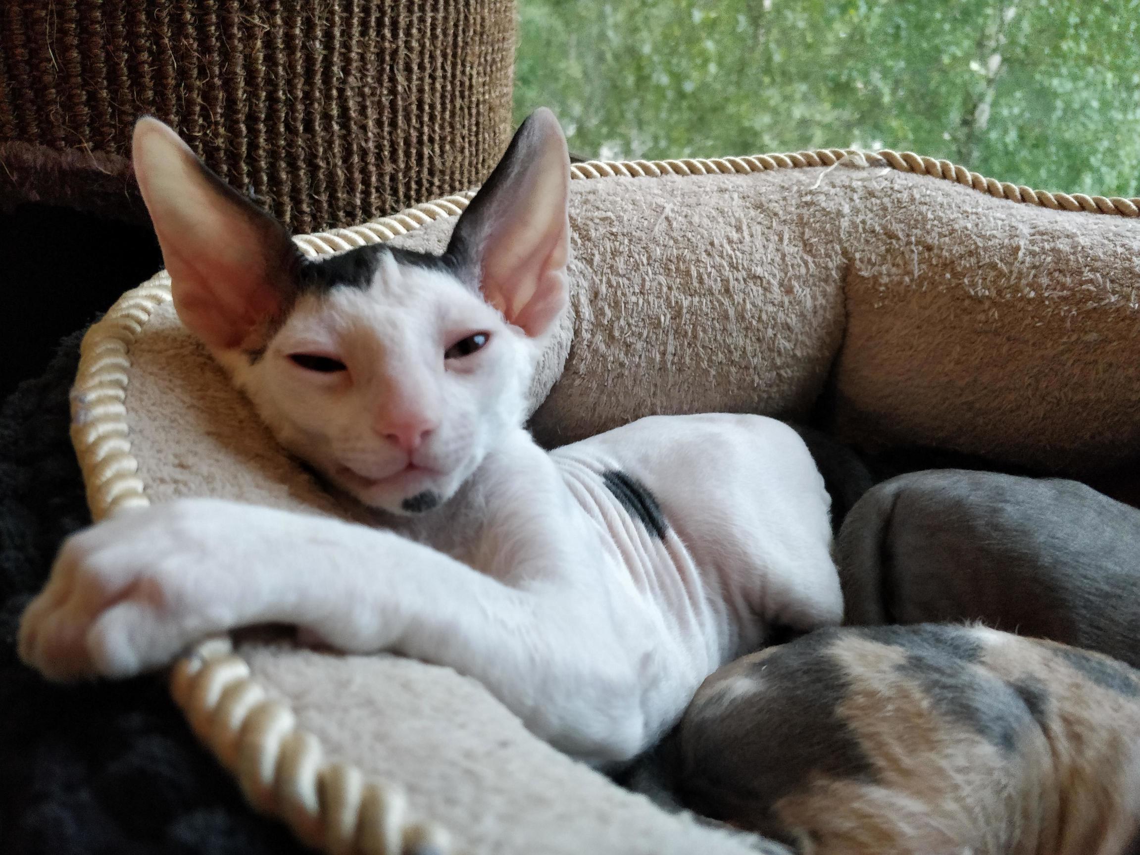 Very Smug Little Cornish Rex Boy