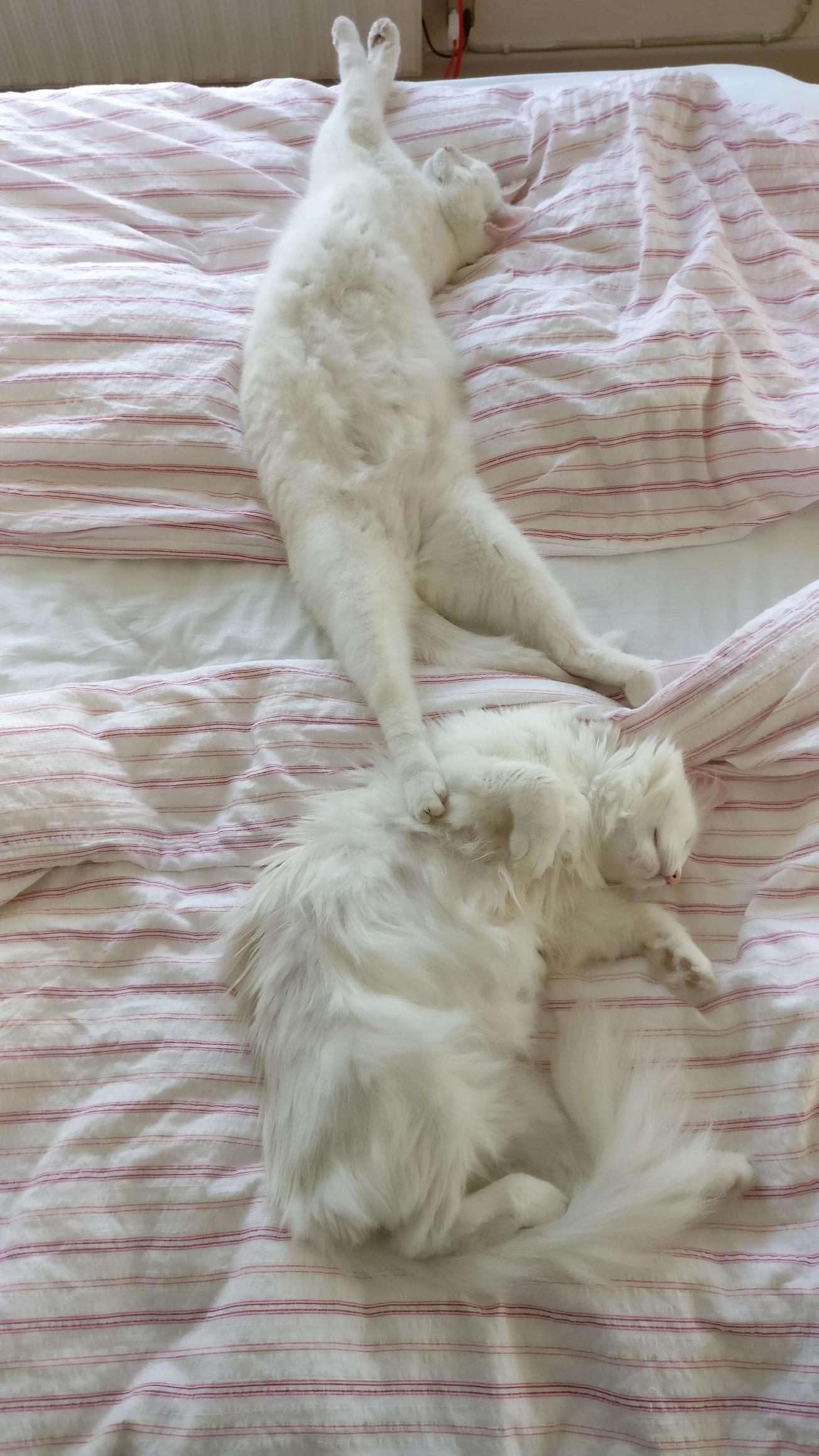 Well, Guess Ill Have to Nap on the Couch...