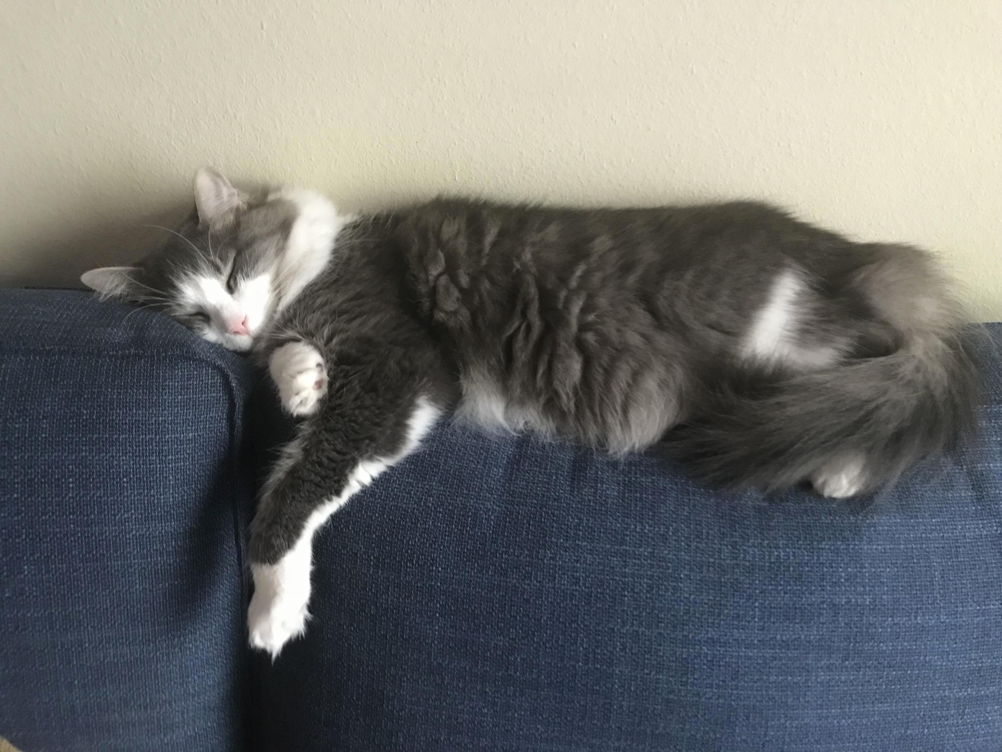When Nap Is Life