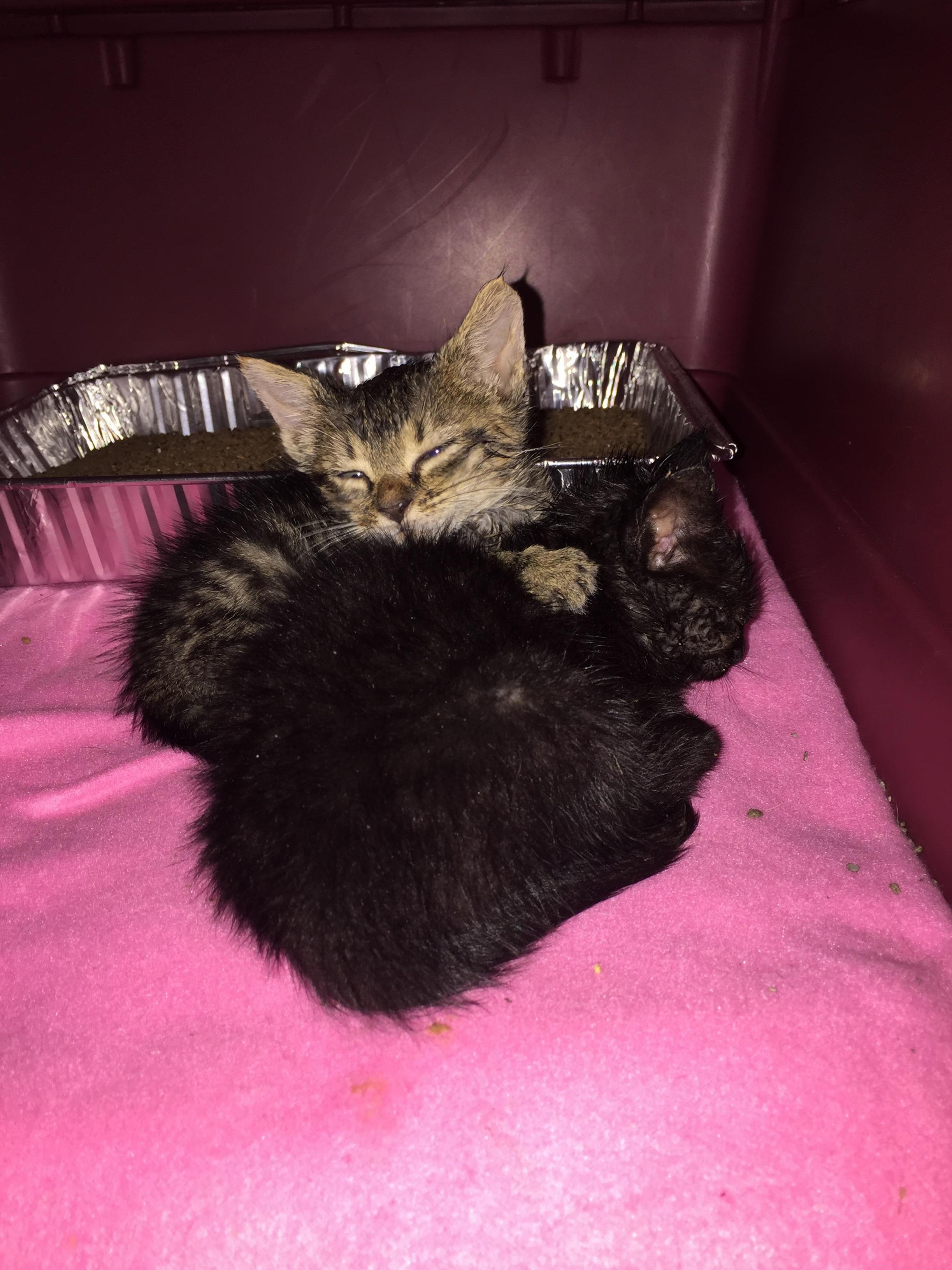 When You Go to the Humane Society and Get a Call Later Asking You to Foster Two Kittens.
