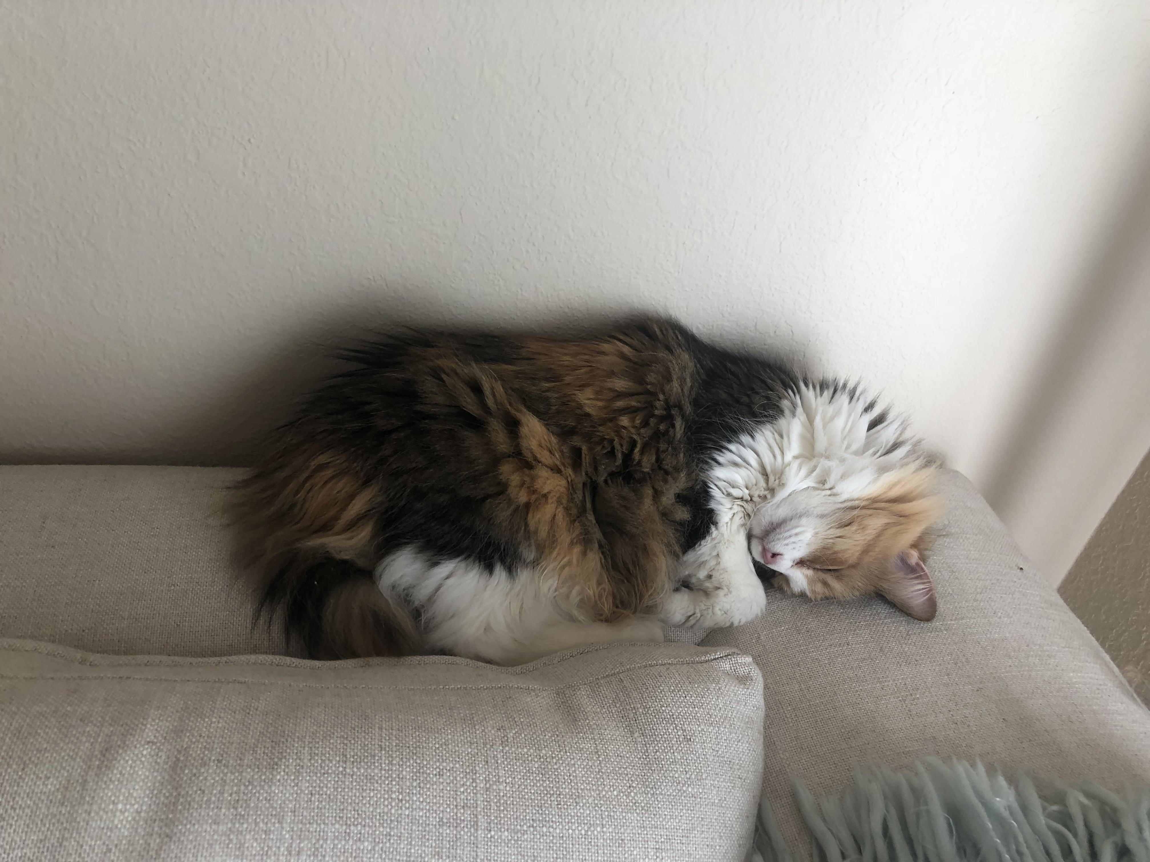 When Youre Adopted Cat Crashes on Your Couch and Realizes She Is Home. Reddit, Meet Callie.