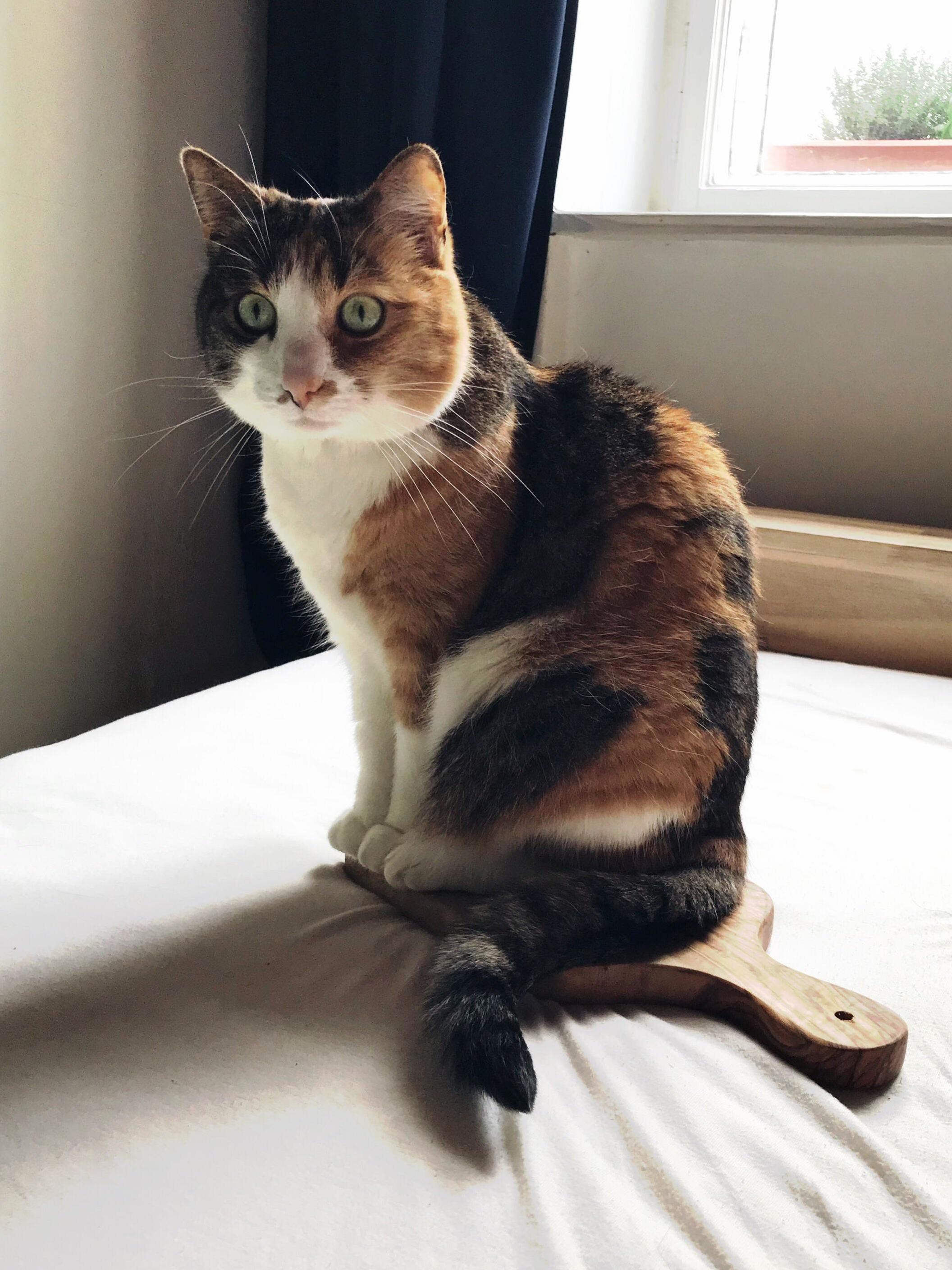 Who Ordered the Cat-cuterie Platter