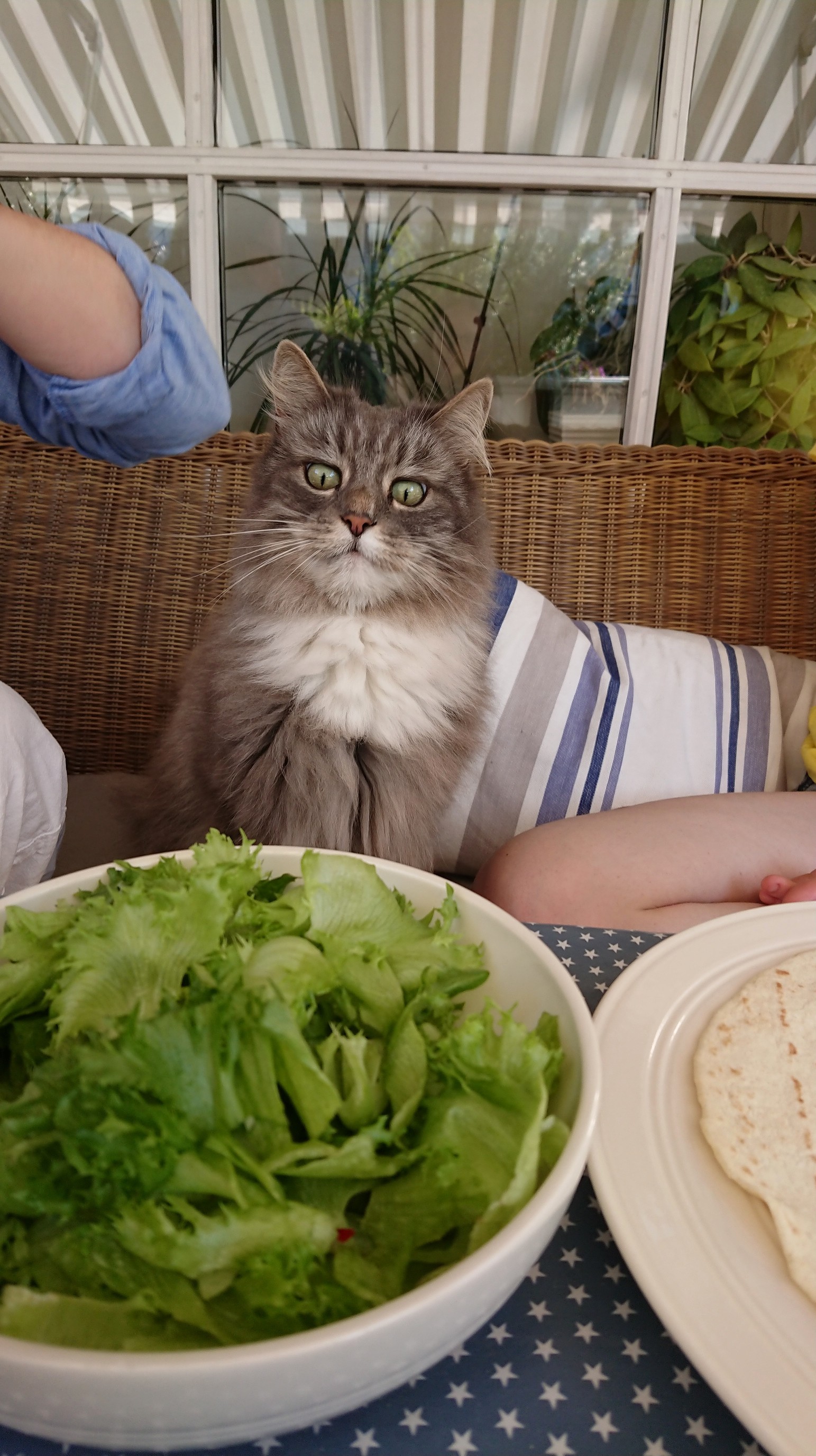 Your Eating Habits Disgust Me, Humans