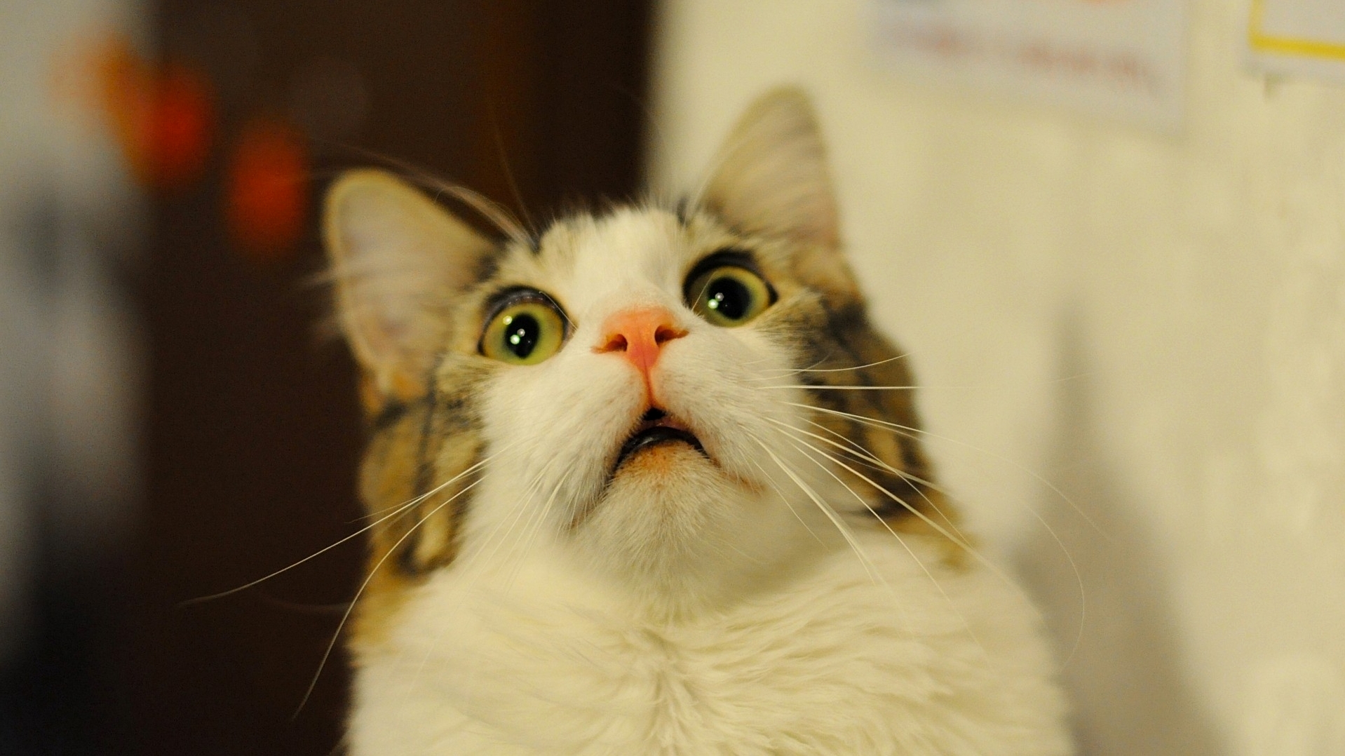 Youve Got to Be Kitten Me