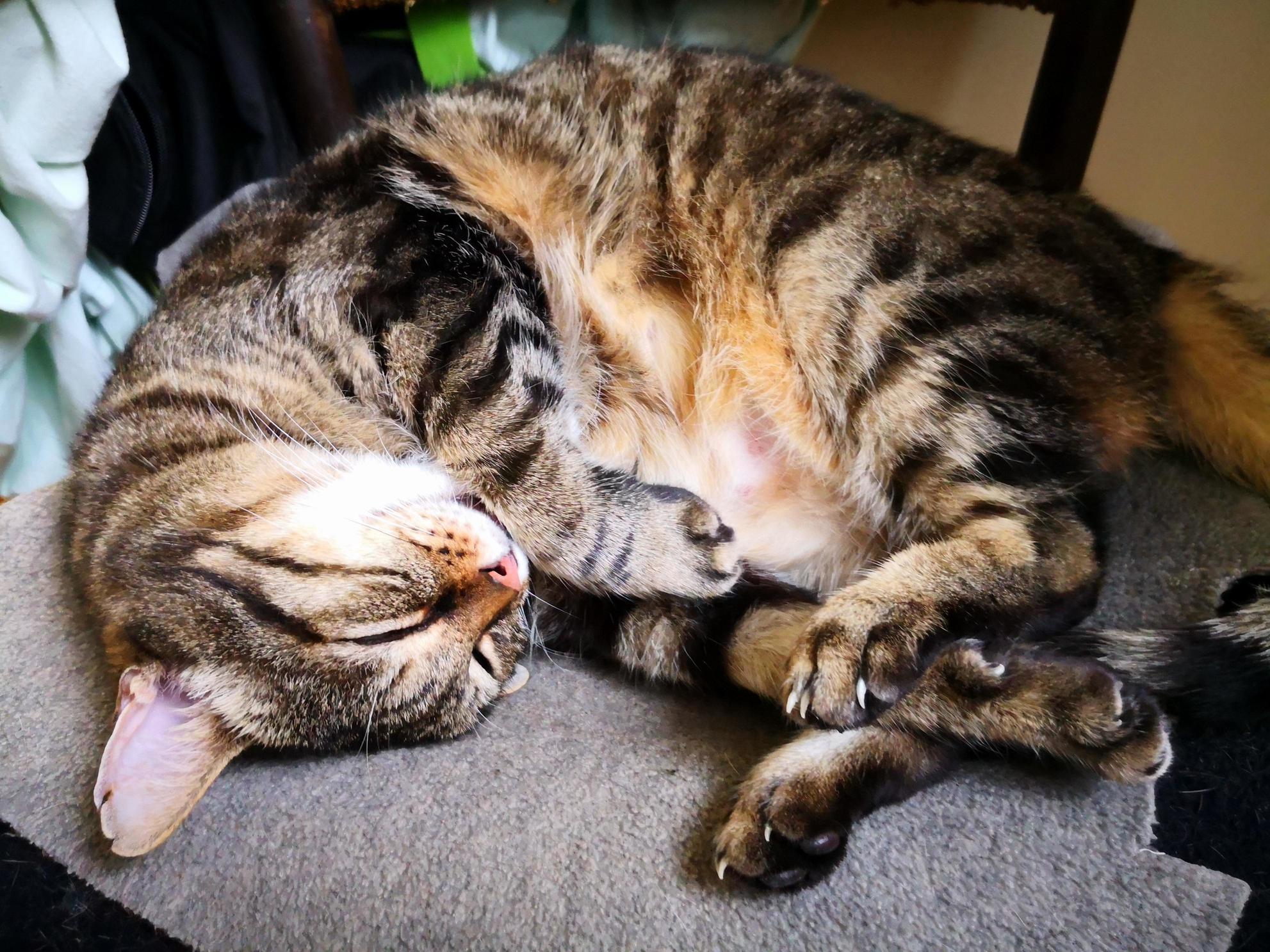 Zero Enjoying His 8 Hours Nap