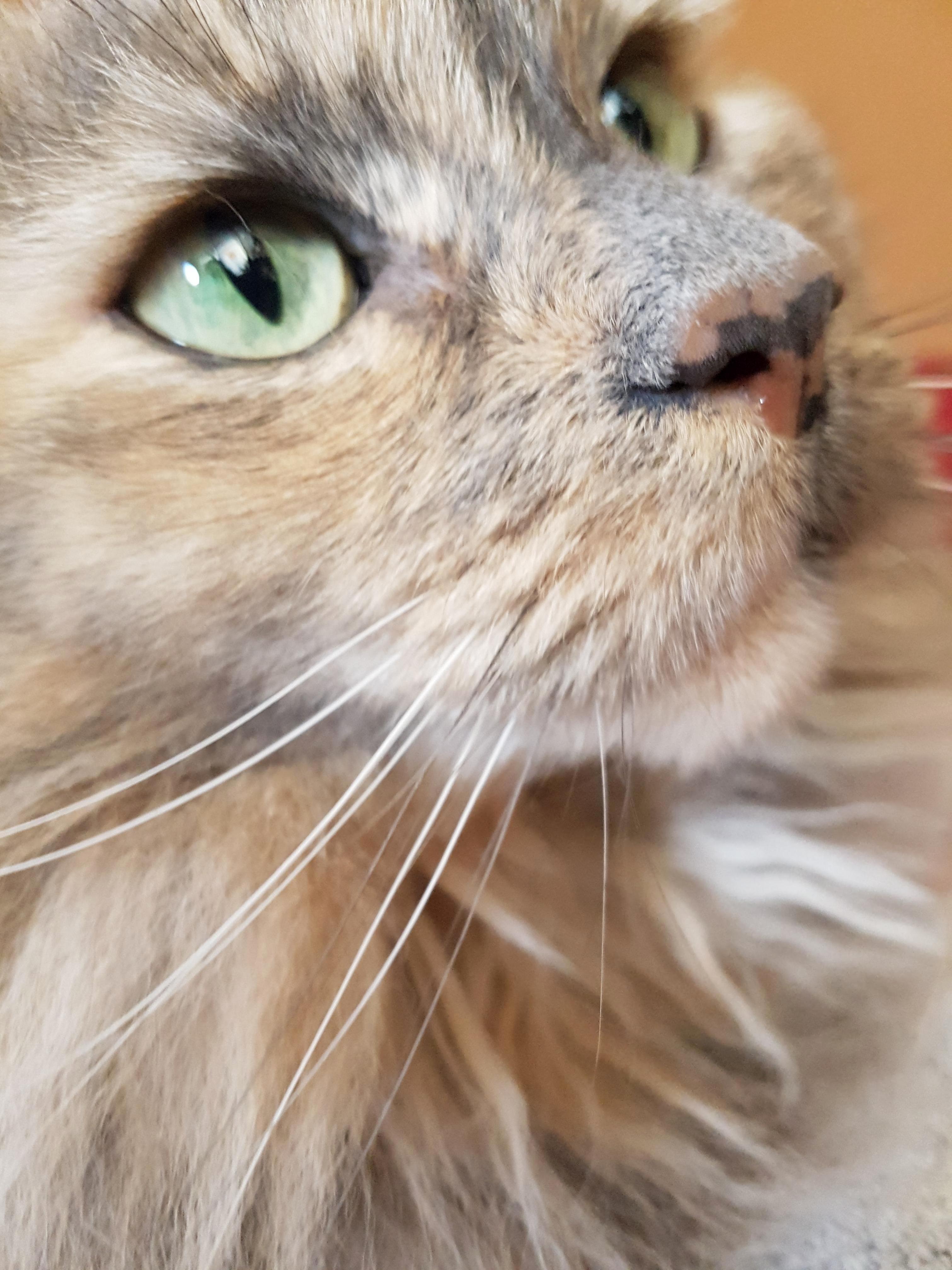 Ziggy the Pretty Kitty.