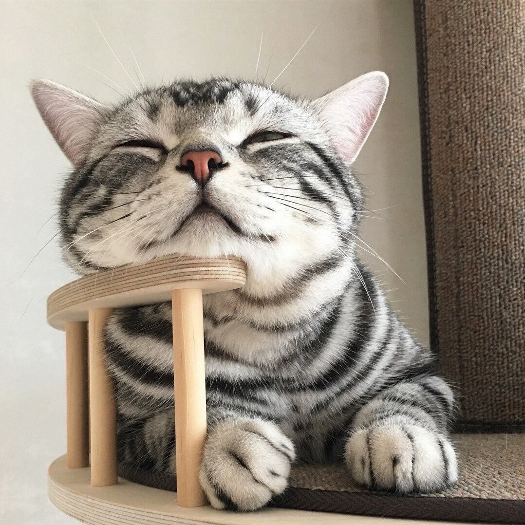Meow