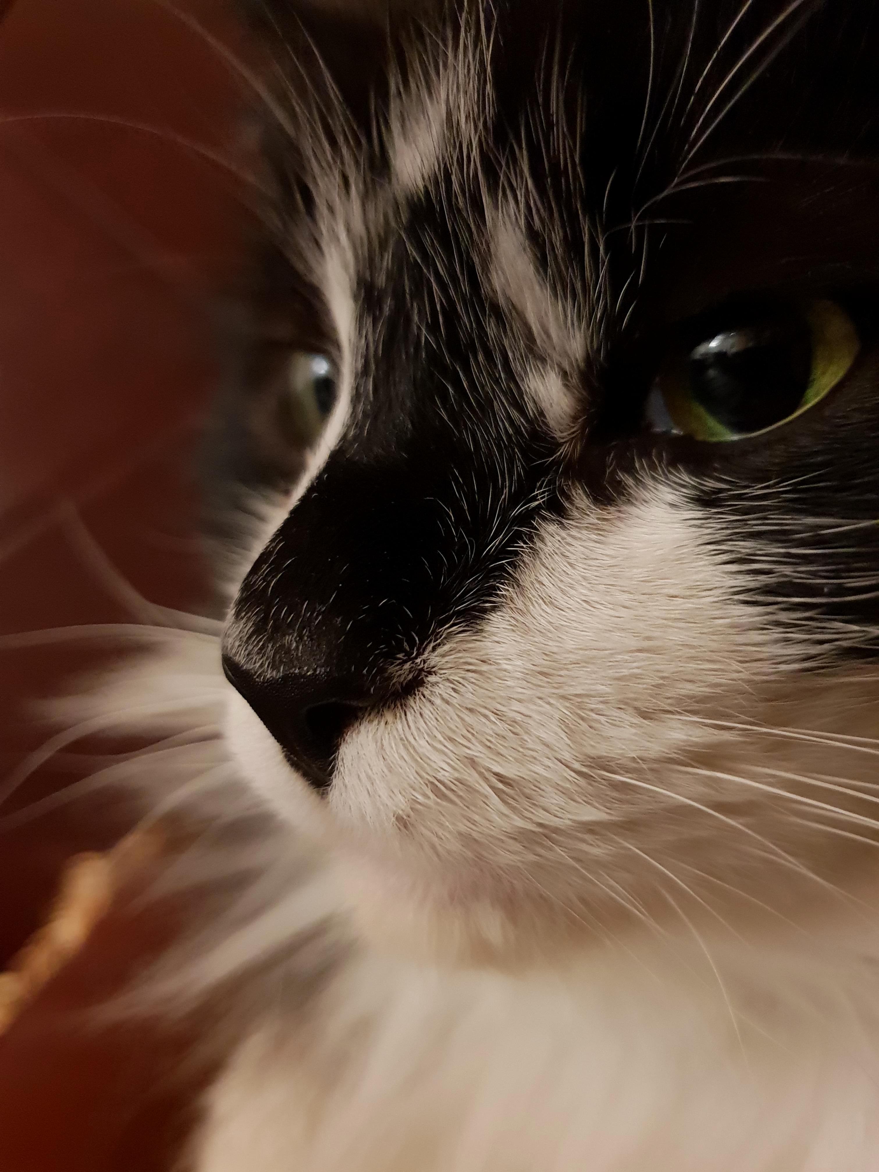A Close Up of His Boopable Snoot