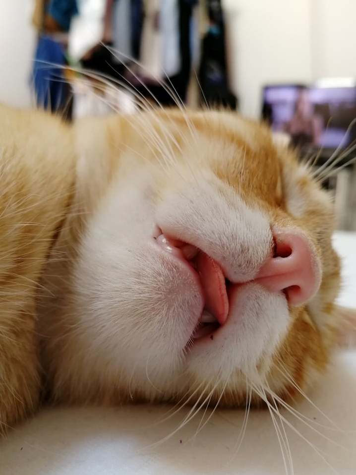 After a Hard Night on the Nip