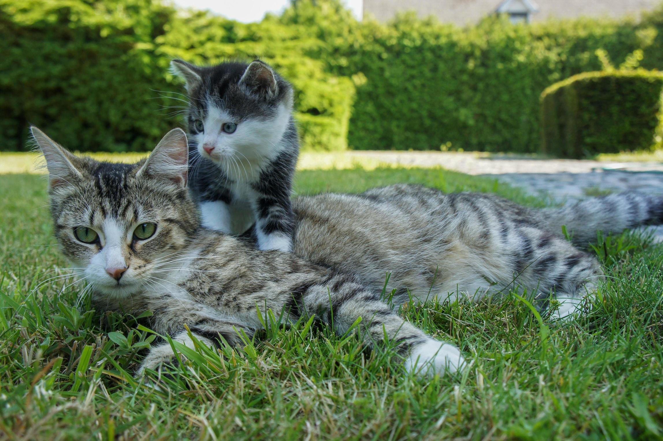 All Aboard the Mom Boat, Sailing Through the Grass.