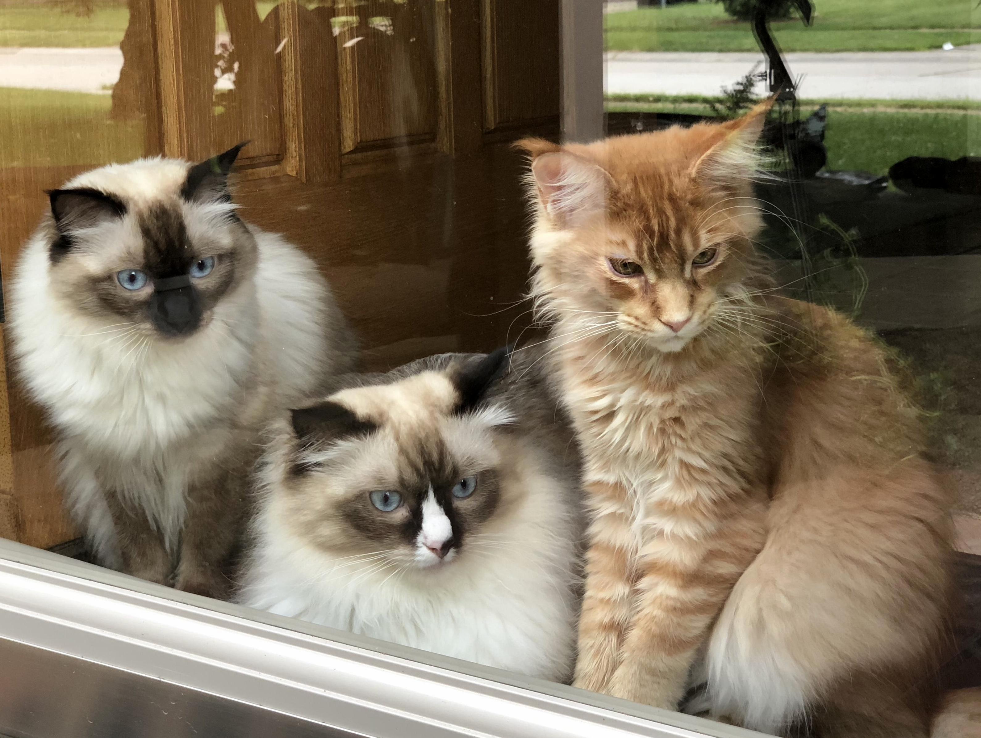 All Three Are Very Interested in the Chipmunk Just Outside the Door.
