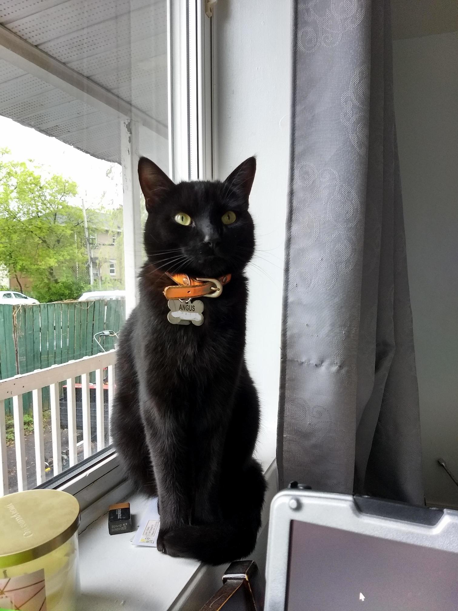 Angus Was a Good Boy Today So I Thought I Would Post His Picture. 1.5yo Black Bombay Cat