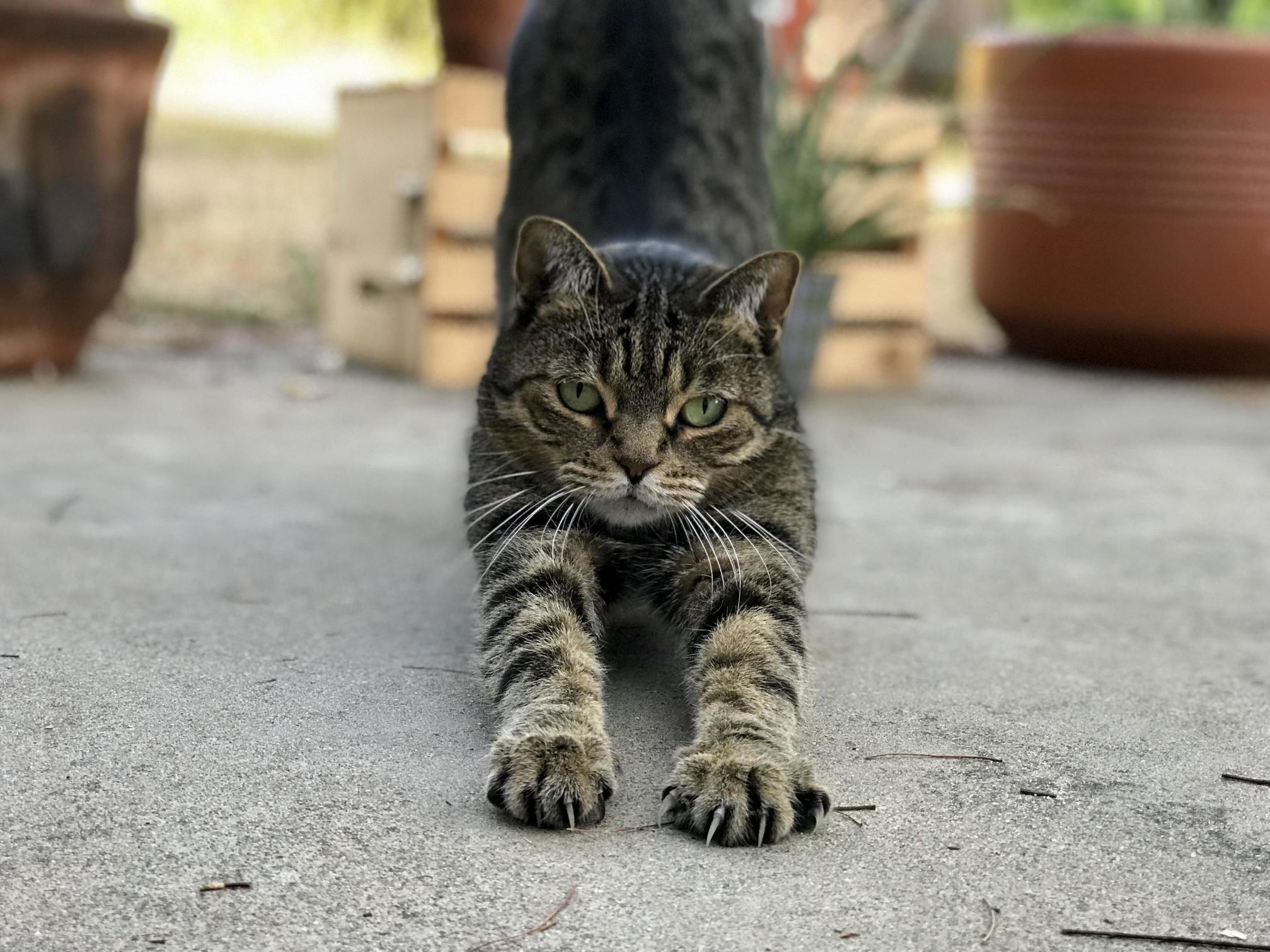 Annabelle Pumpkinhead, Our Little Tigress