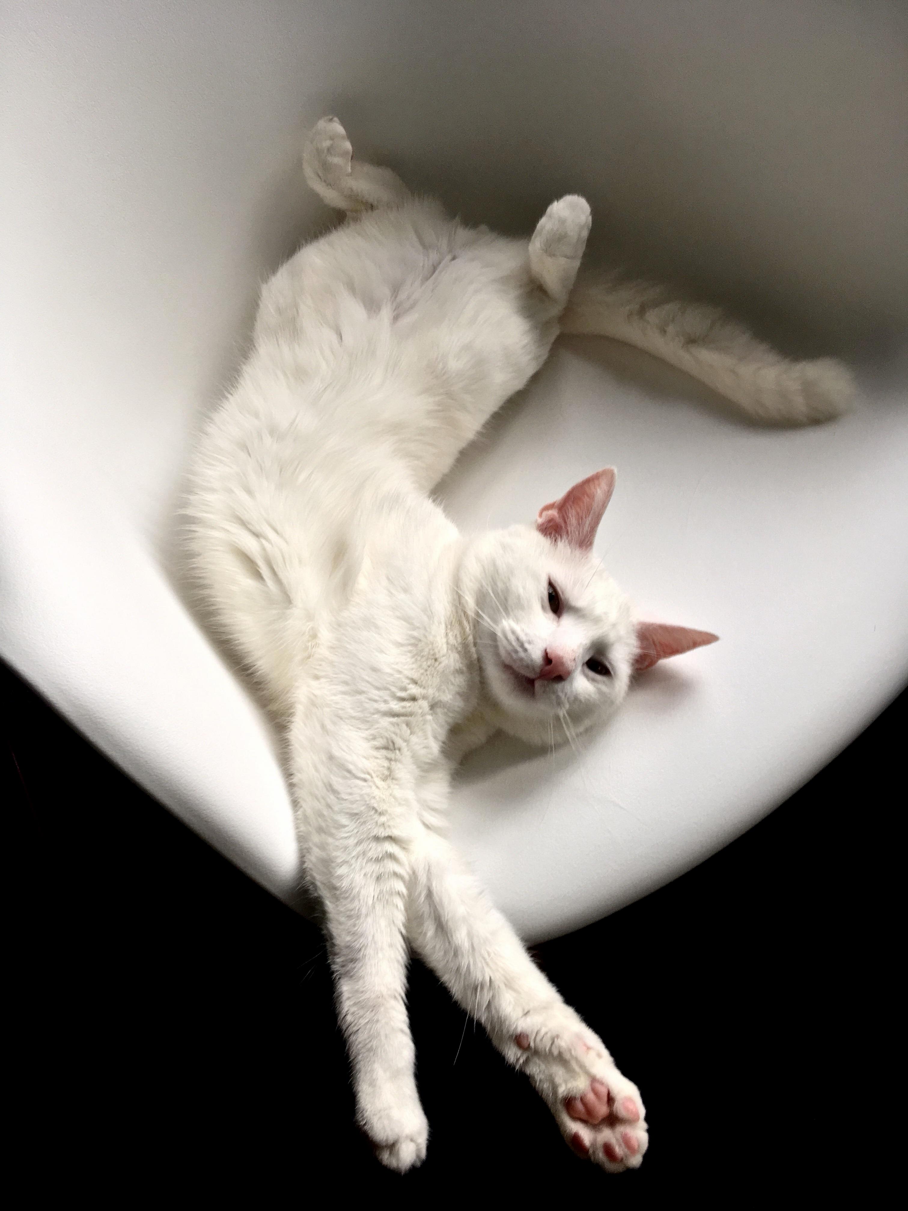 Artemis Dream