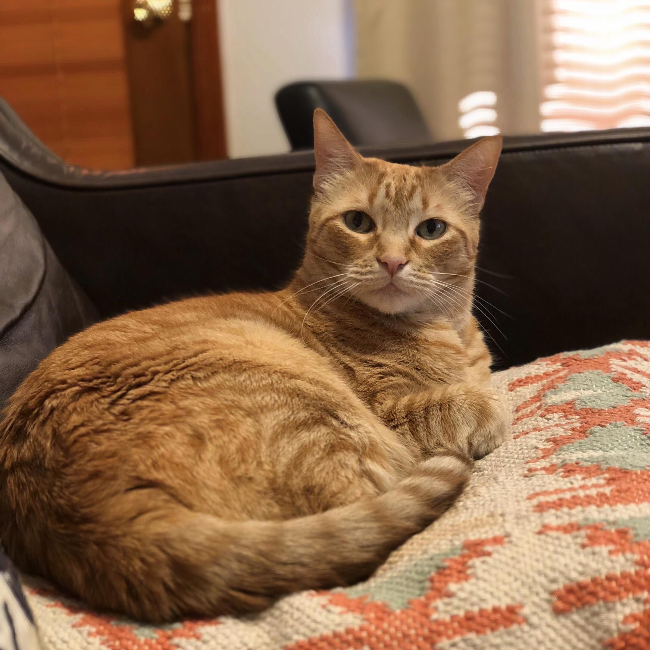 Bakeneko, Always Wondering What the Heck You Think Youre Looking At.