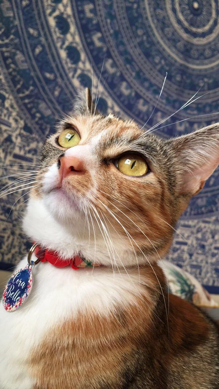 Beauty in the Morning Sunlight Having an Existential Crisis
