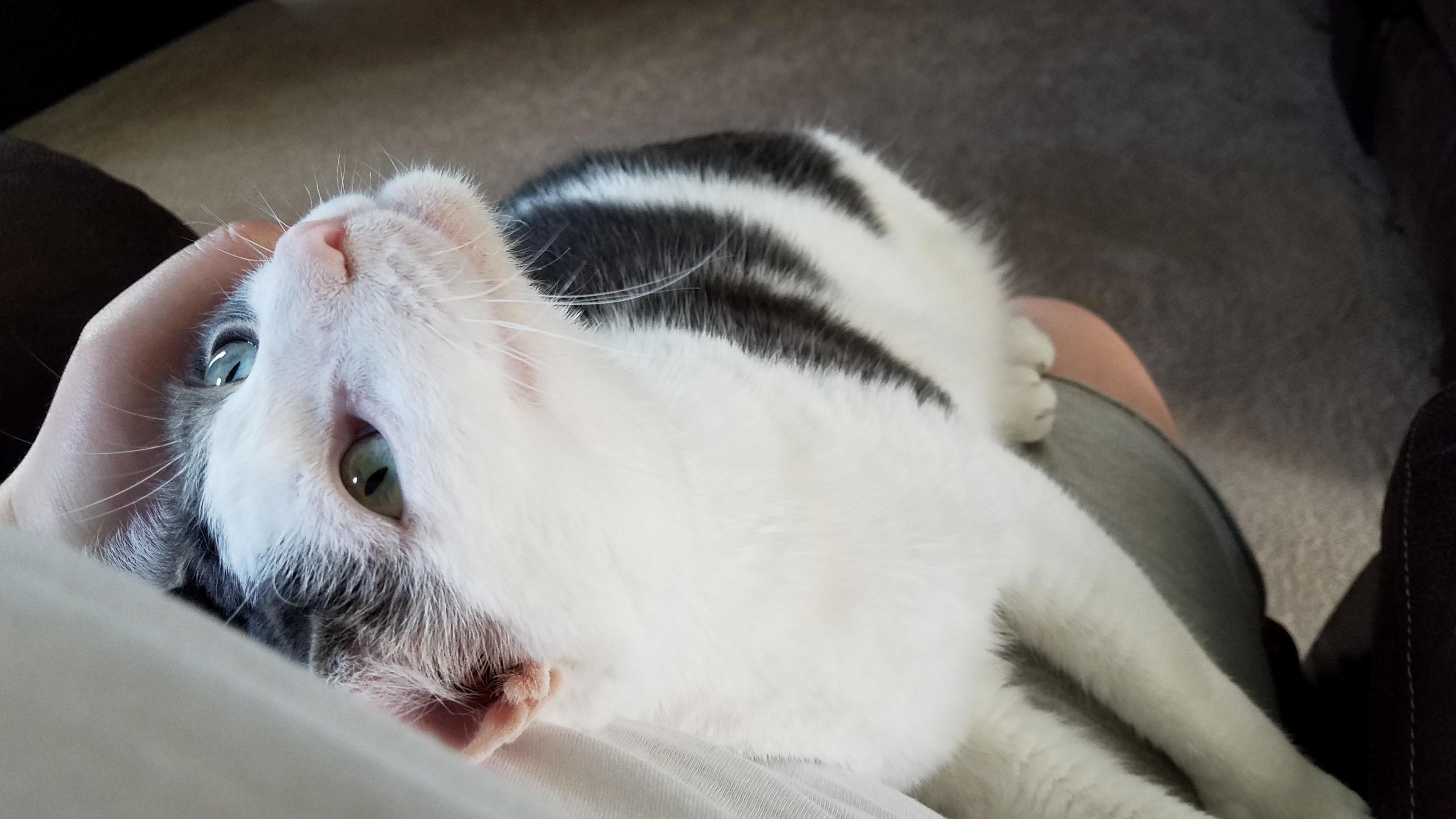 Bibi Laid Down on My Lap and Made This Adorable Face As I Was Petting Her.