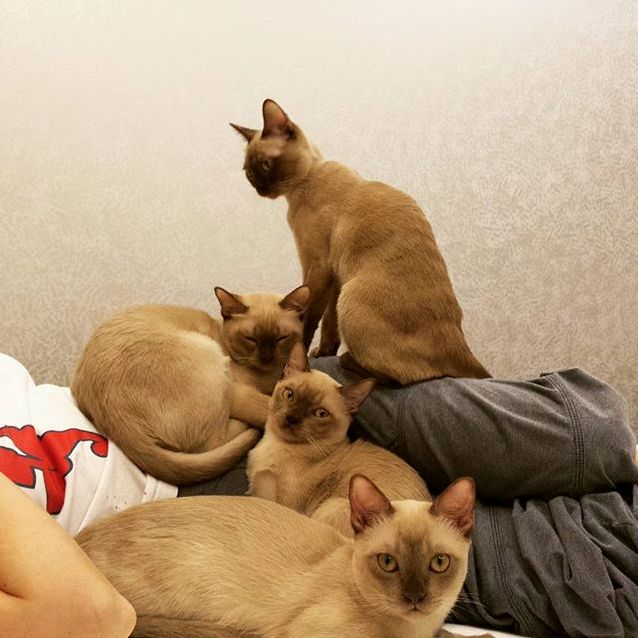 Burmese Love