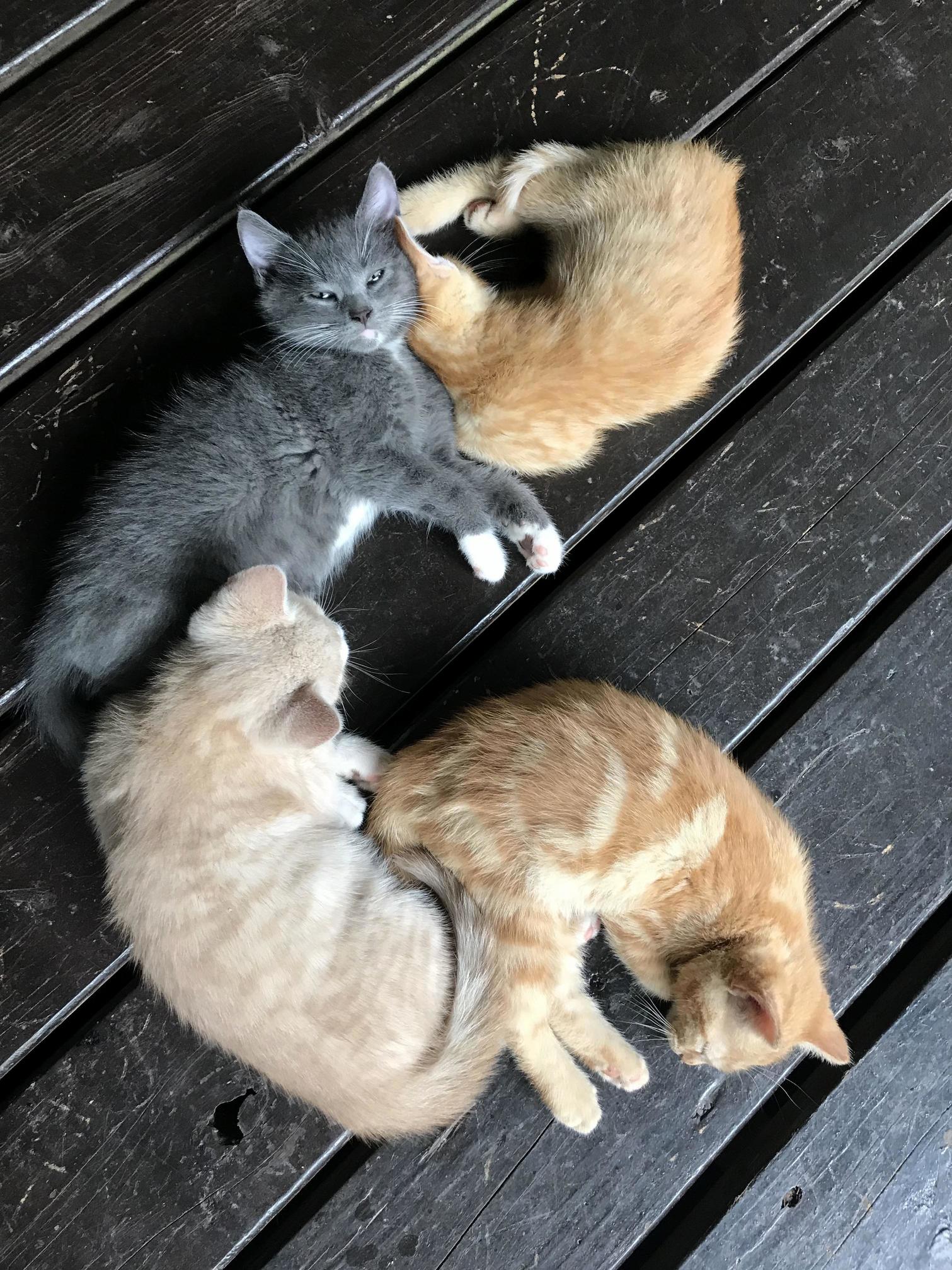C Is for Cat, and Thats Where Its At!