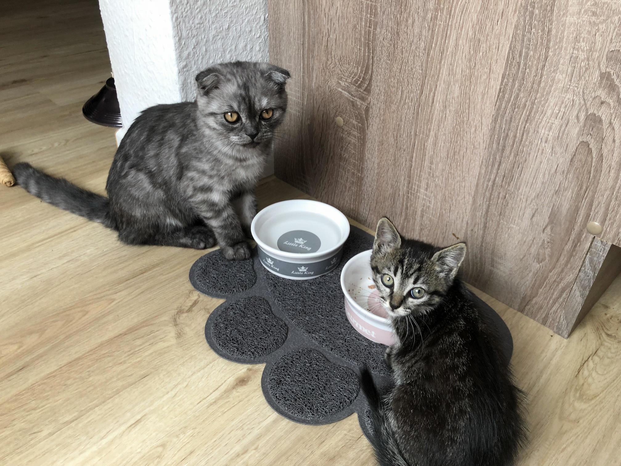 Cats. [Two]