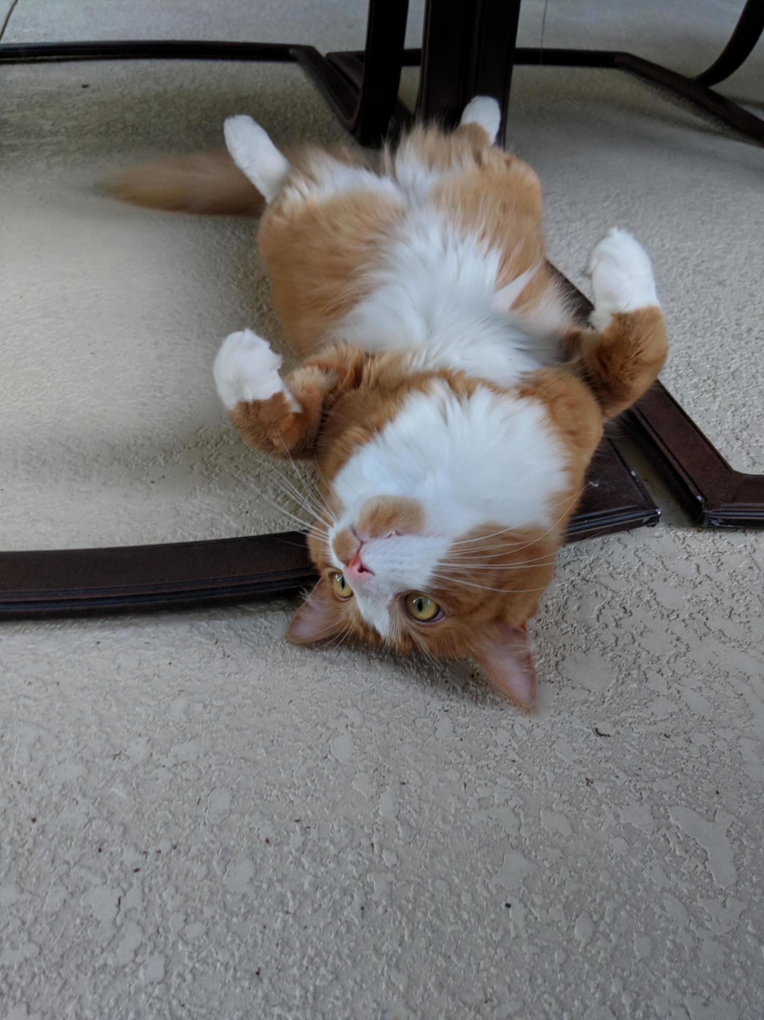 Chewie Taking in the Summer Heat...