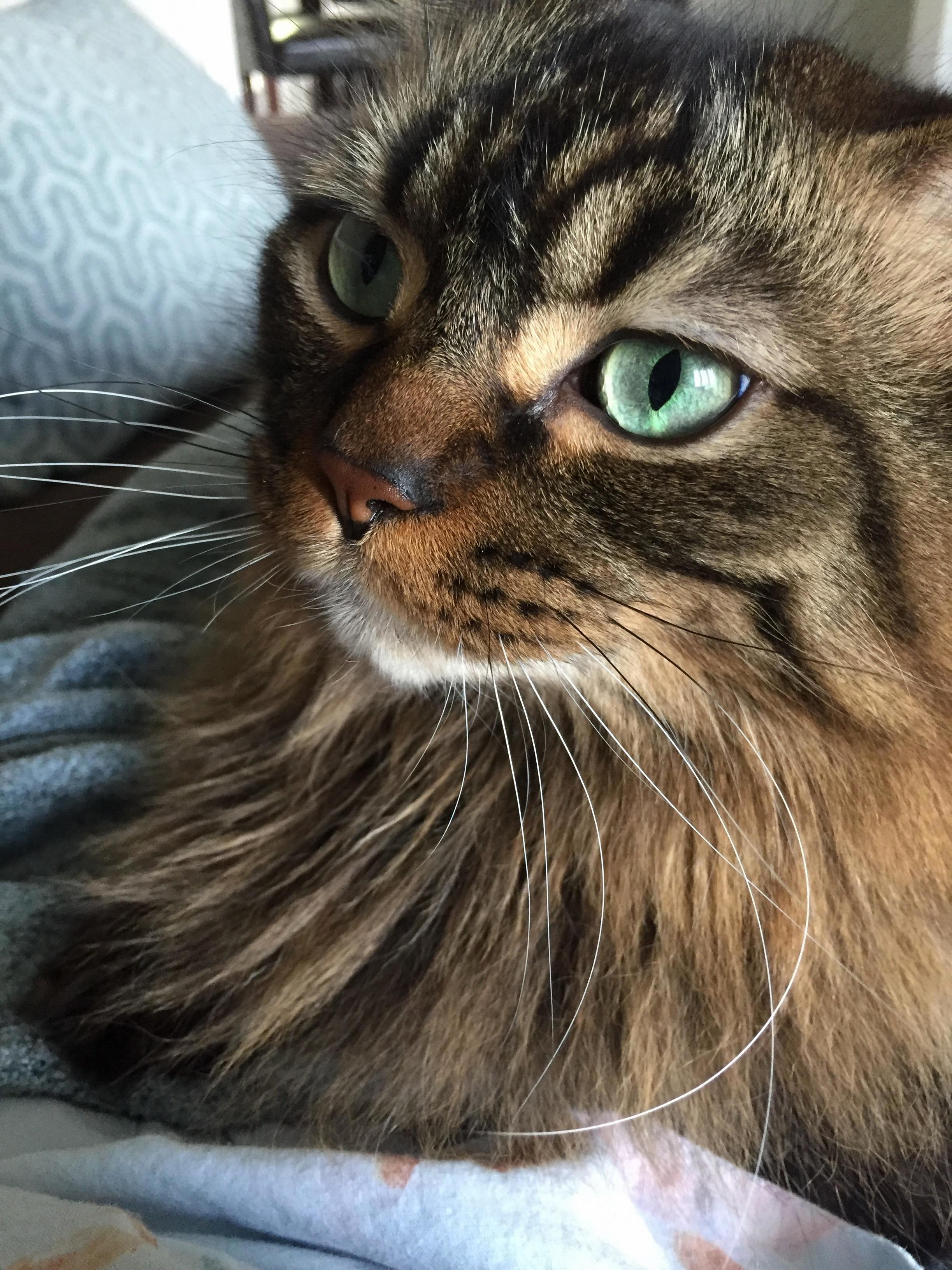 Close Up of My Handsome Boy Zoltan