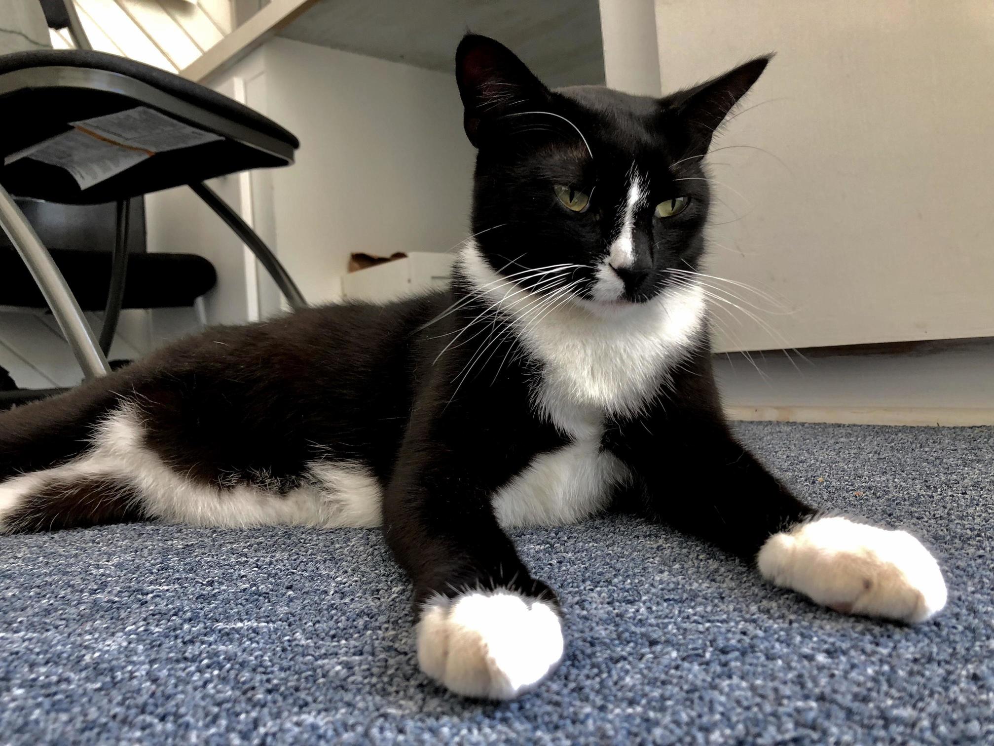 Dr. Whiskers Has Heard Enough of Your Lies.