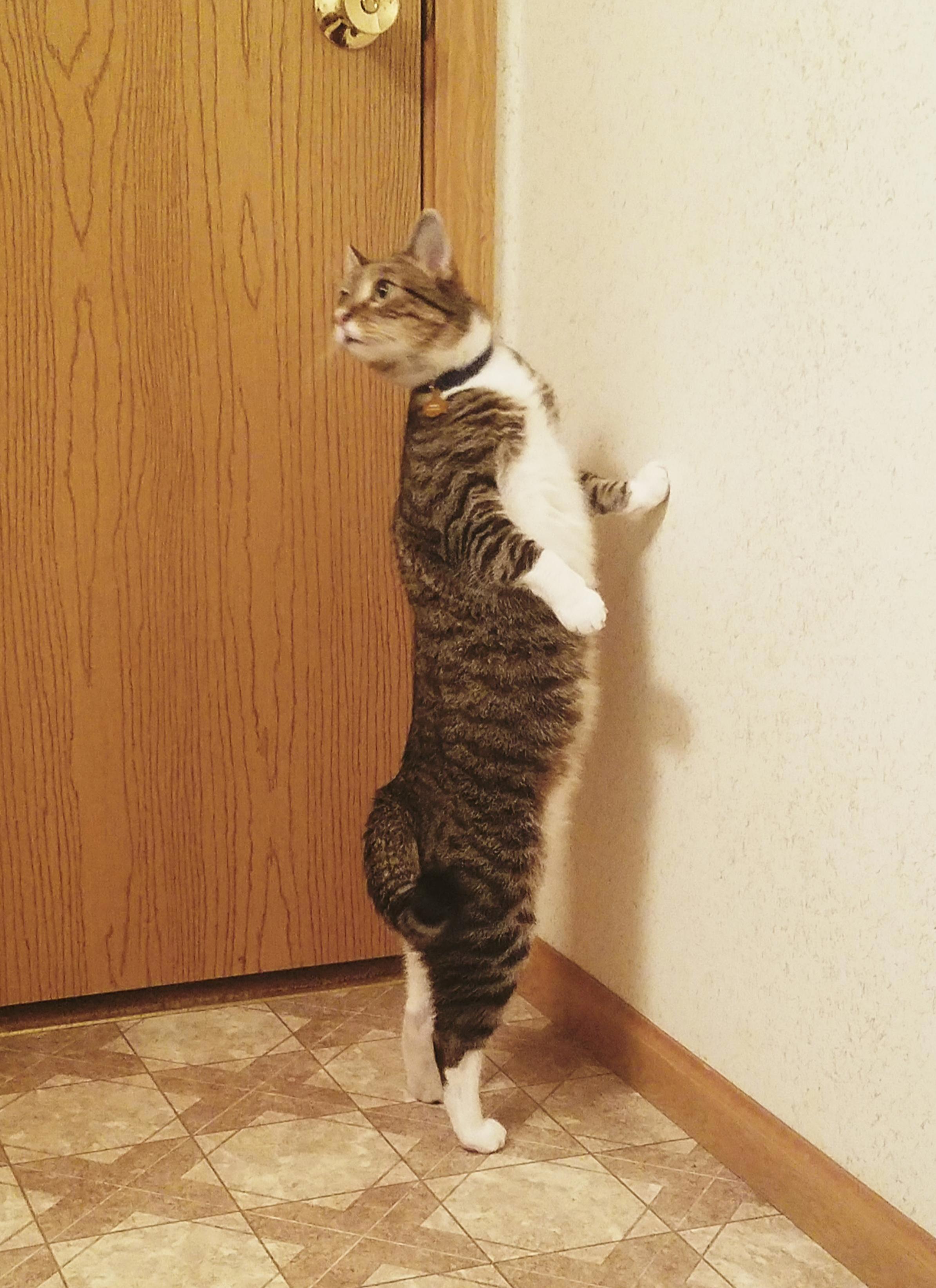 Every Time I Let Him Into the Bathroom He Stands Up and Stares Into the Mirror