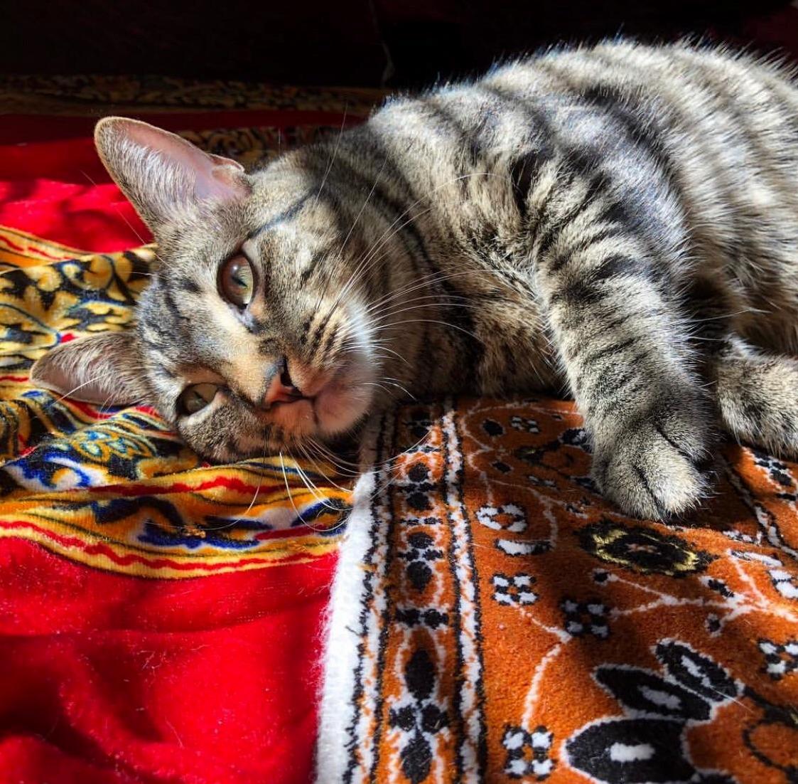 Feetsies
