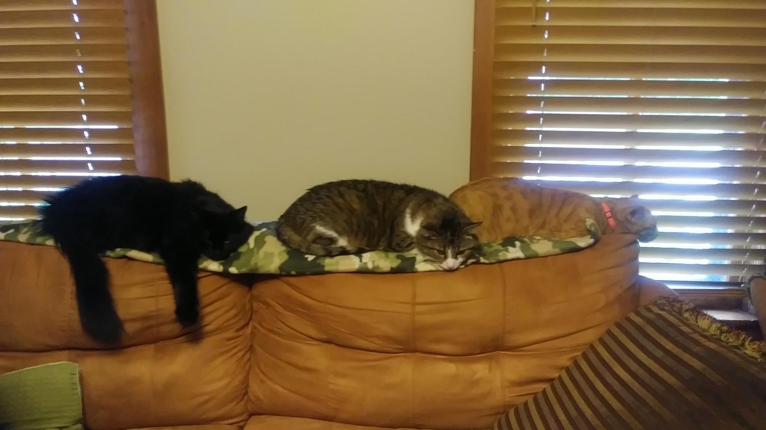 Feline Catipede
