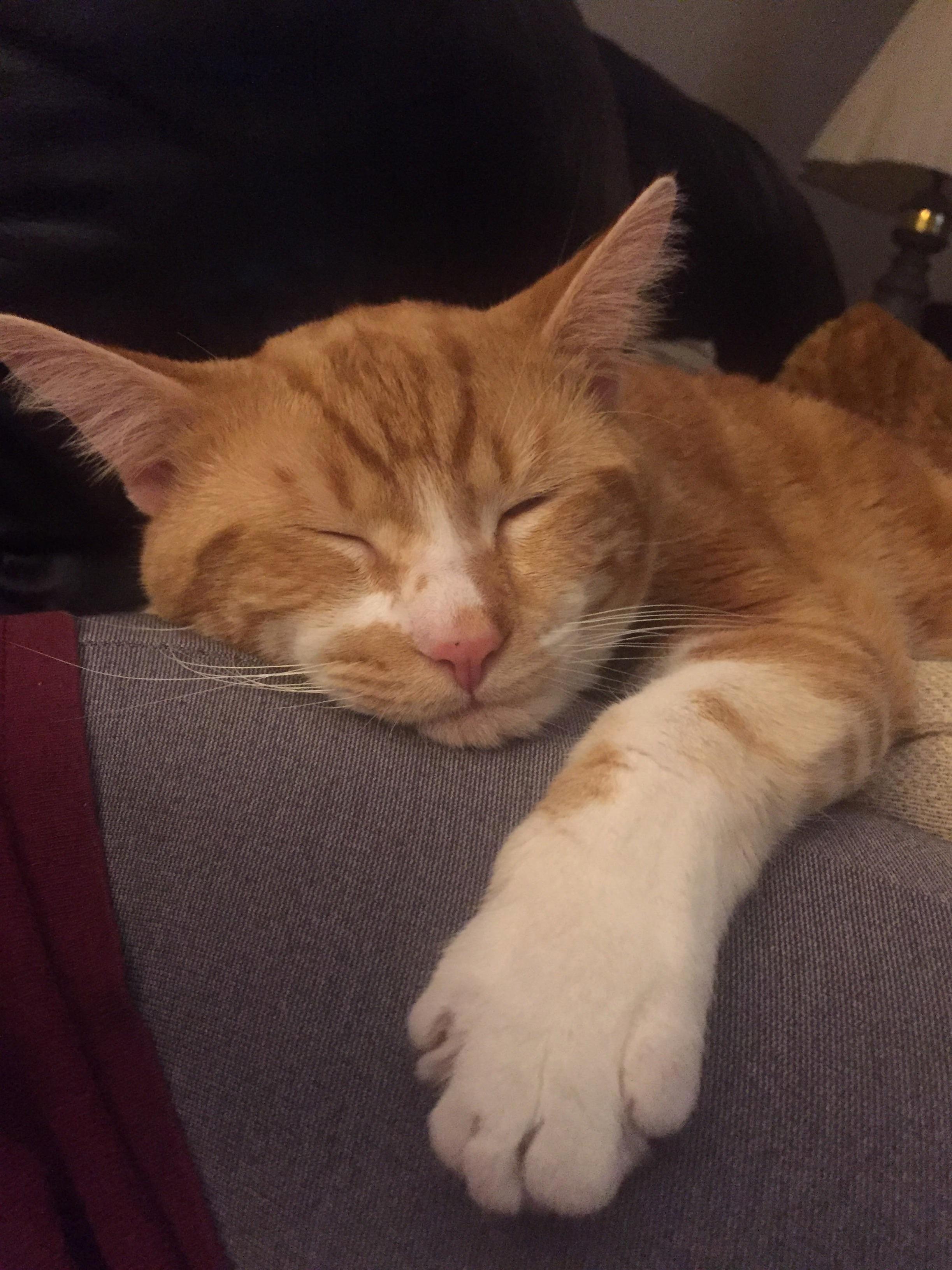 Felt Anxious All Day and I Came Home to This Big Guy Who Wrapped Himself on My Leg and Purred Like a Motorboat. I Feel Much Better.