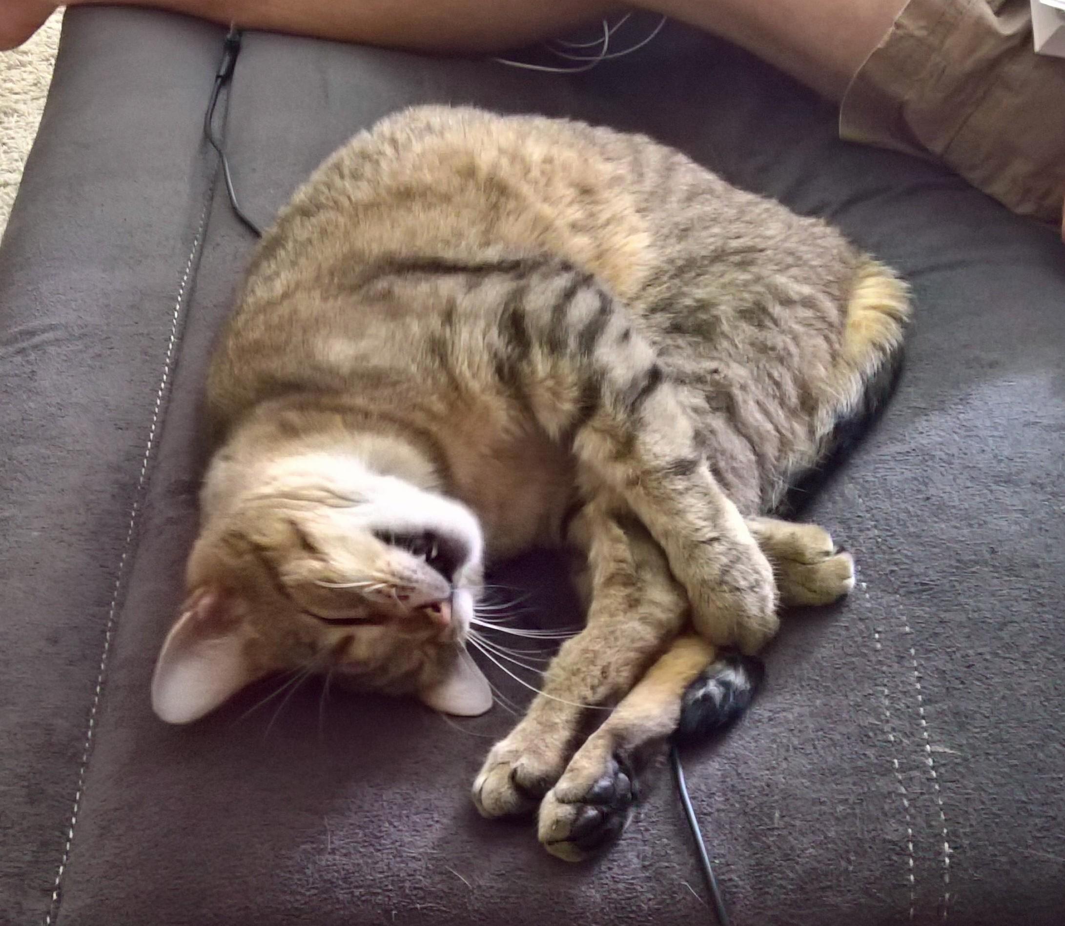 Gabby Likes to Stretch Before Going Out to Play