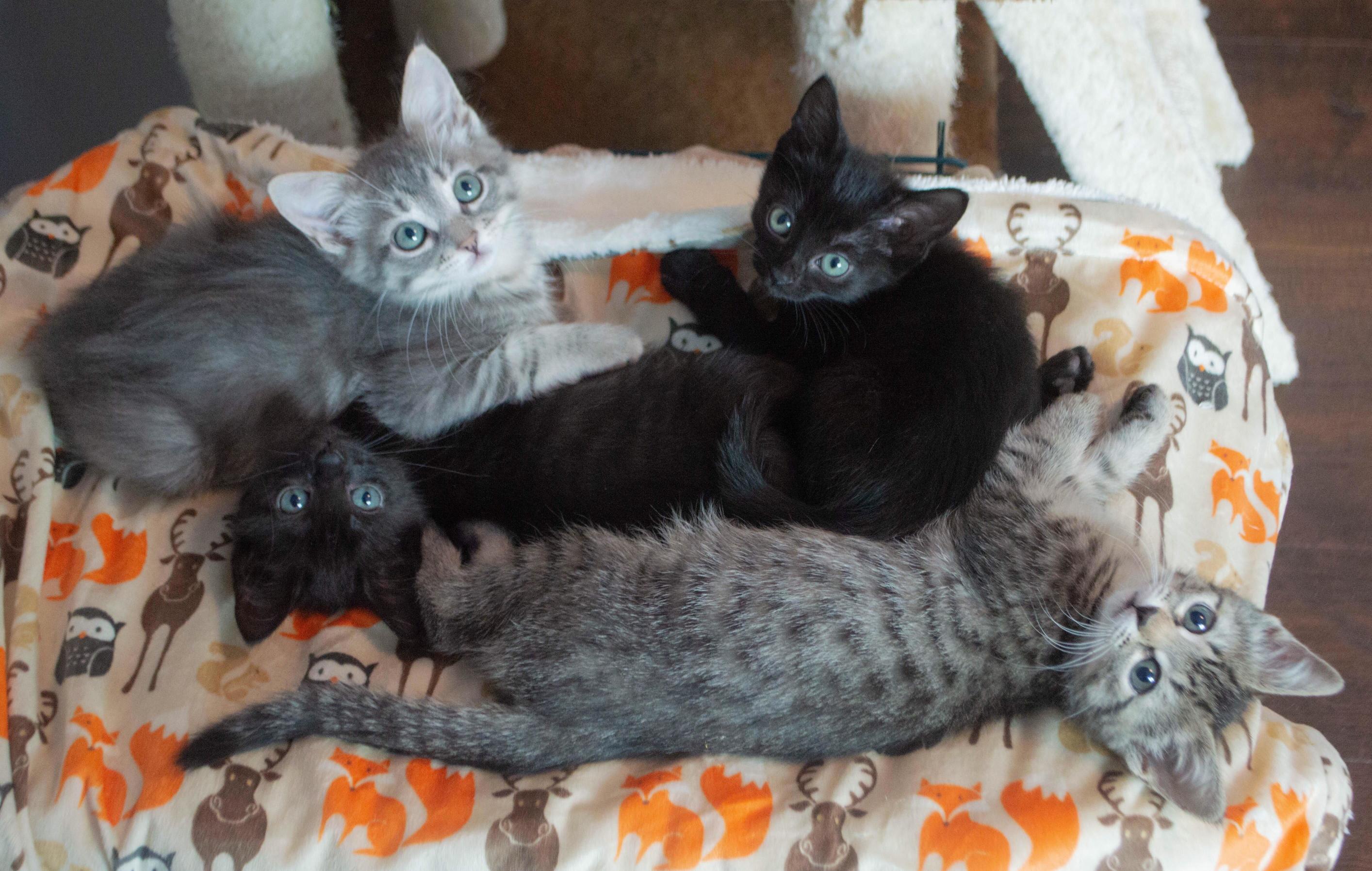 Good Meowning!