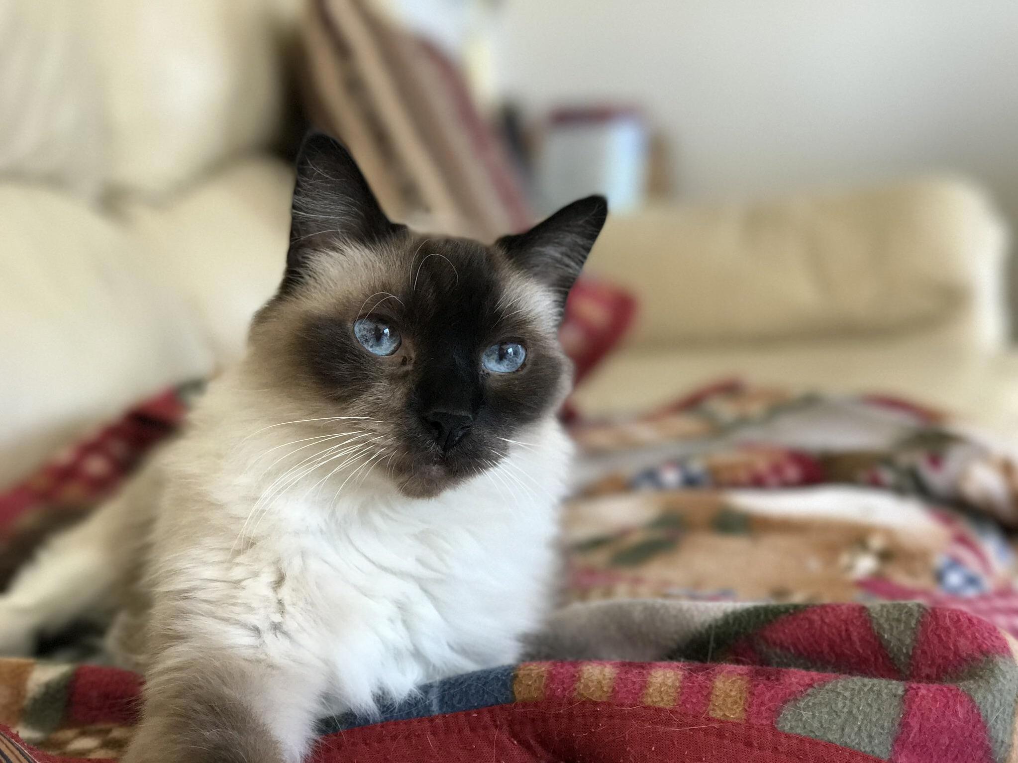 Had to Say Goodbye to My Dear Friend Niko This Morning. He Was a King Among Kitties and I Miss Him Terribly.