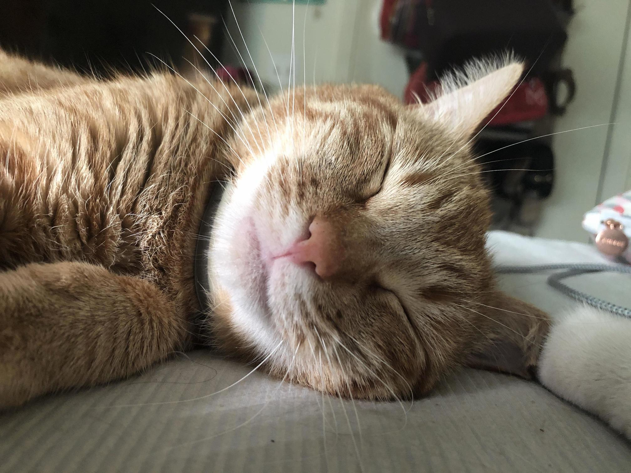 Happy Dreams