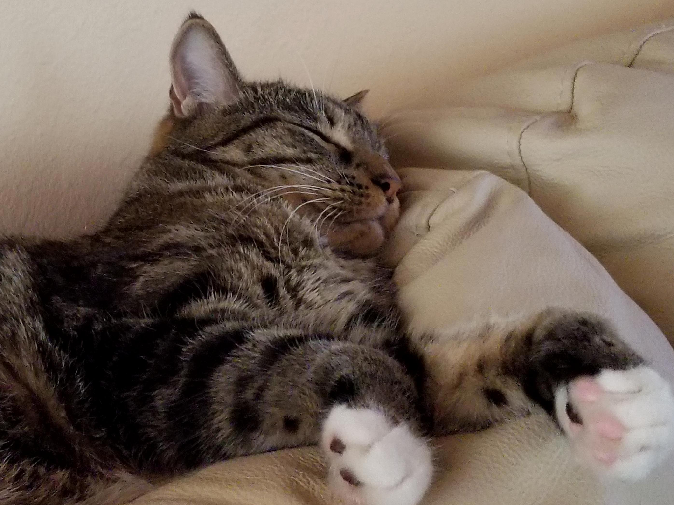 Happy Nap