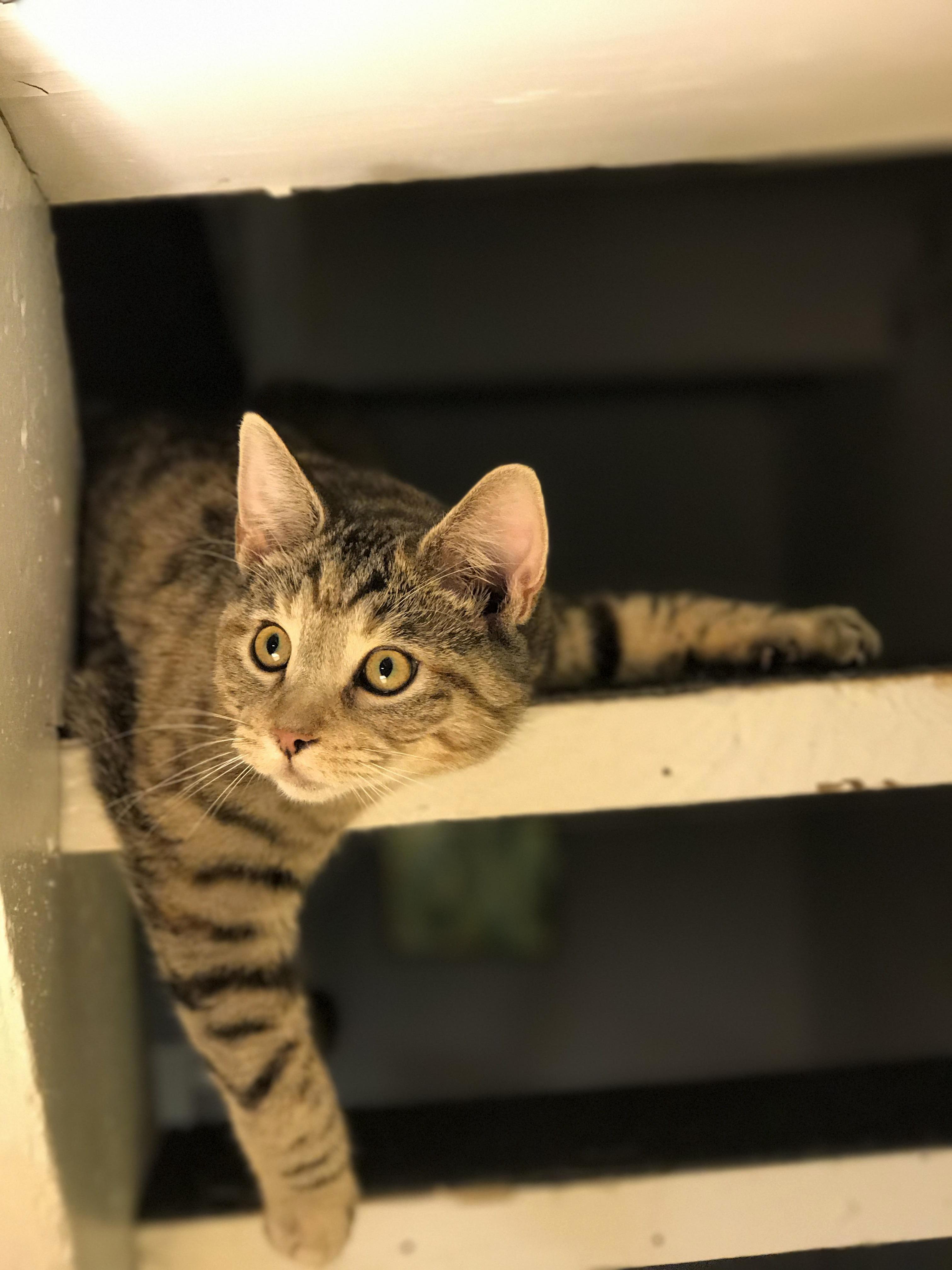 Hello World! Meet Scotch