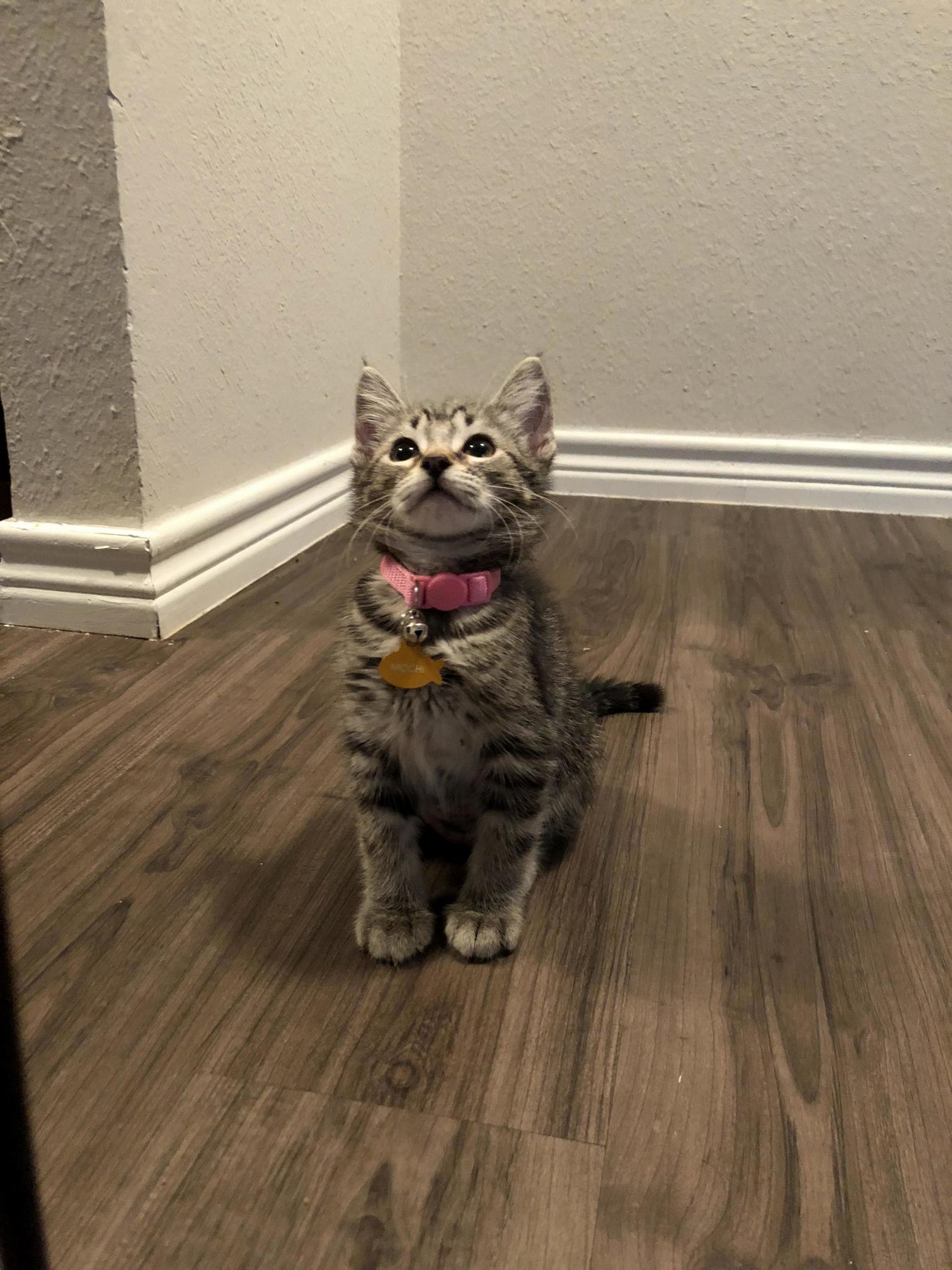Hi Miss Cat