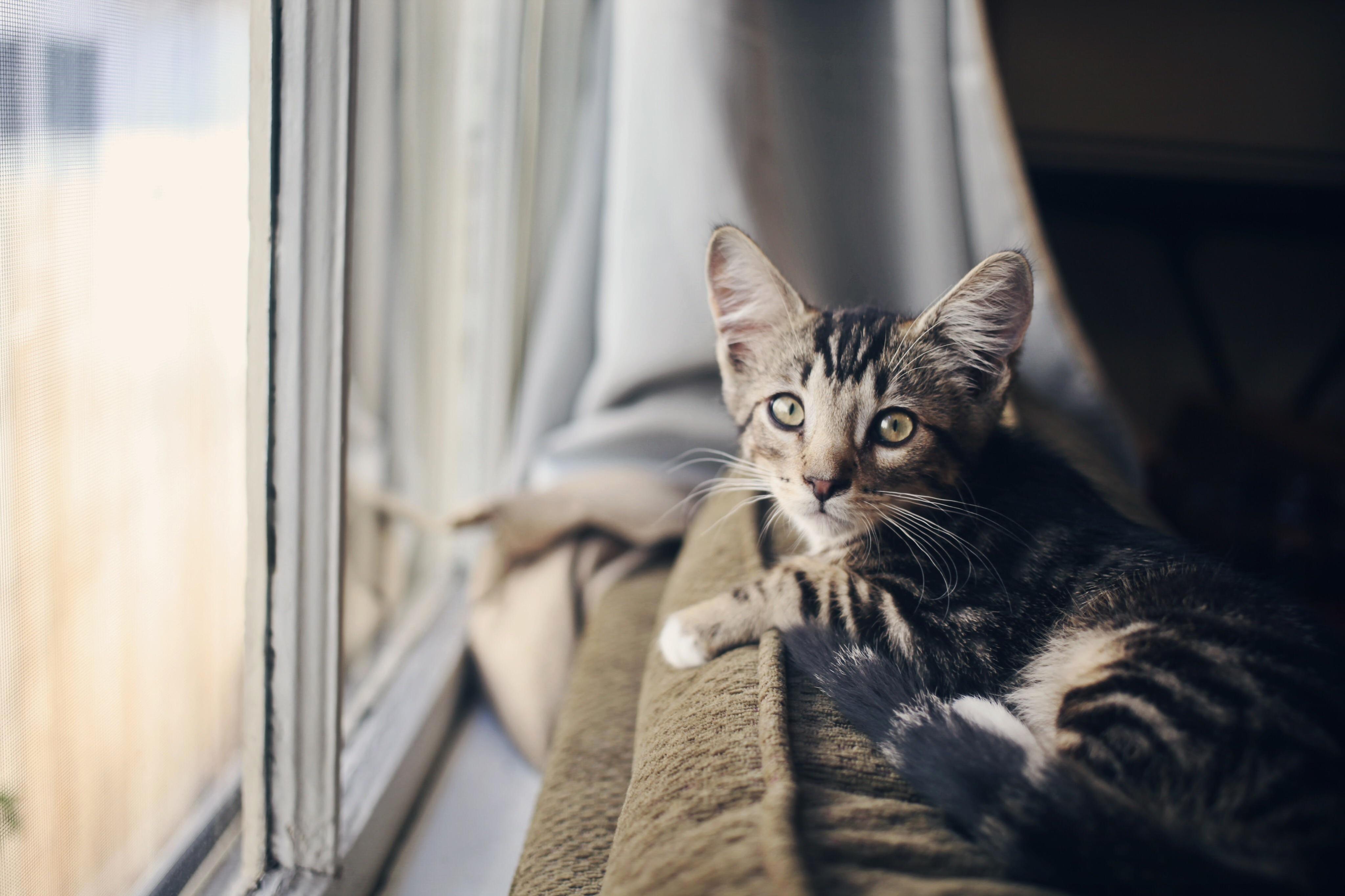 His Favorite Spot Is by the Window