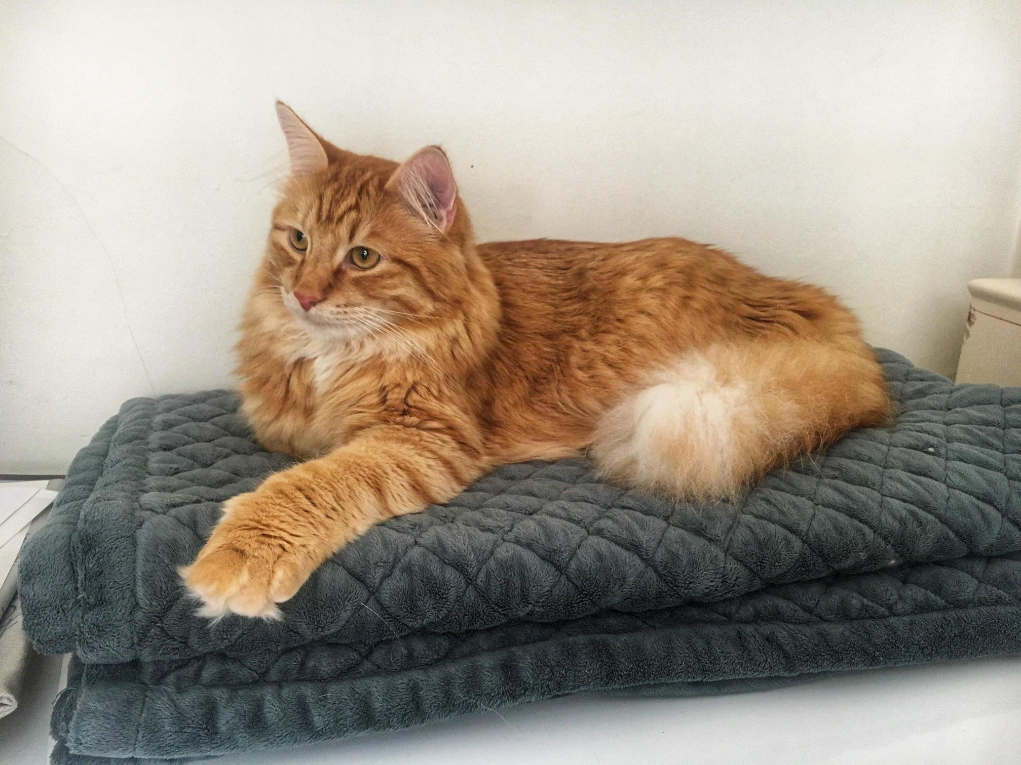 His Majesty, the Baby