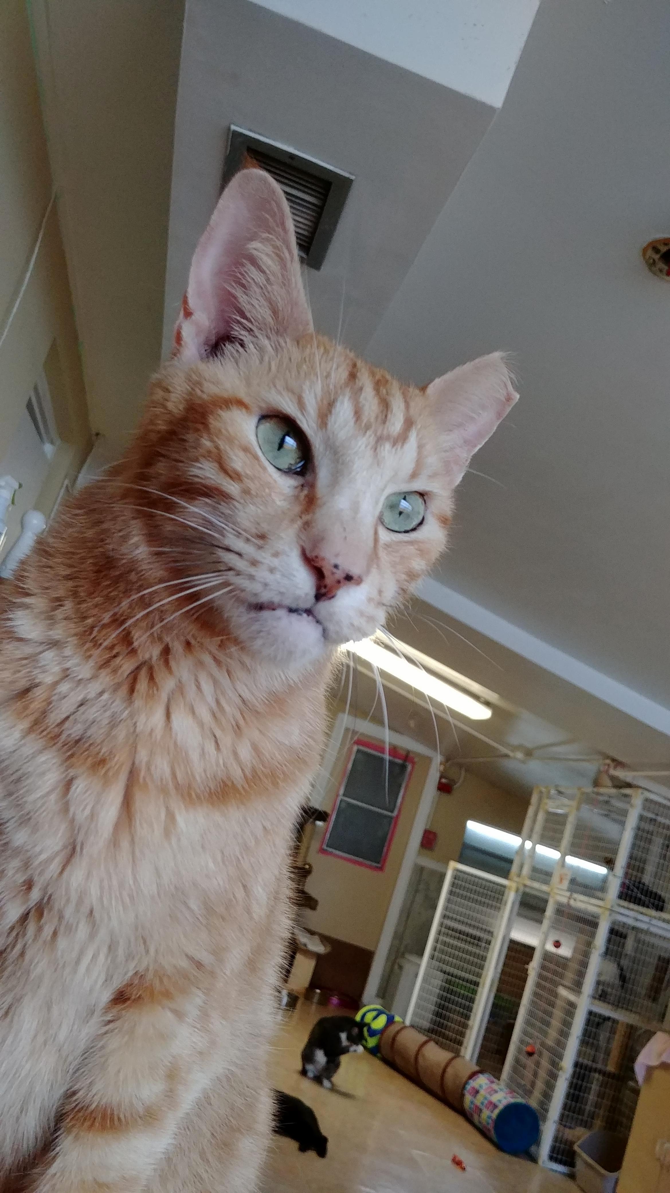 His Name Is Applejacks ~