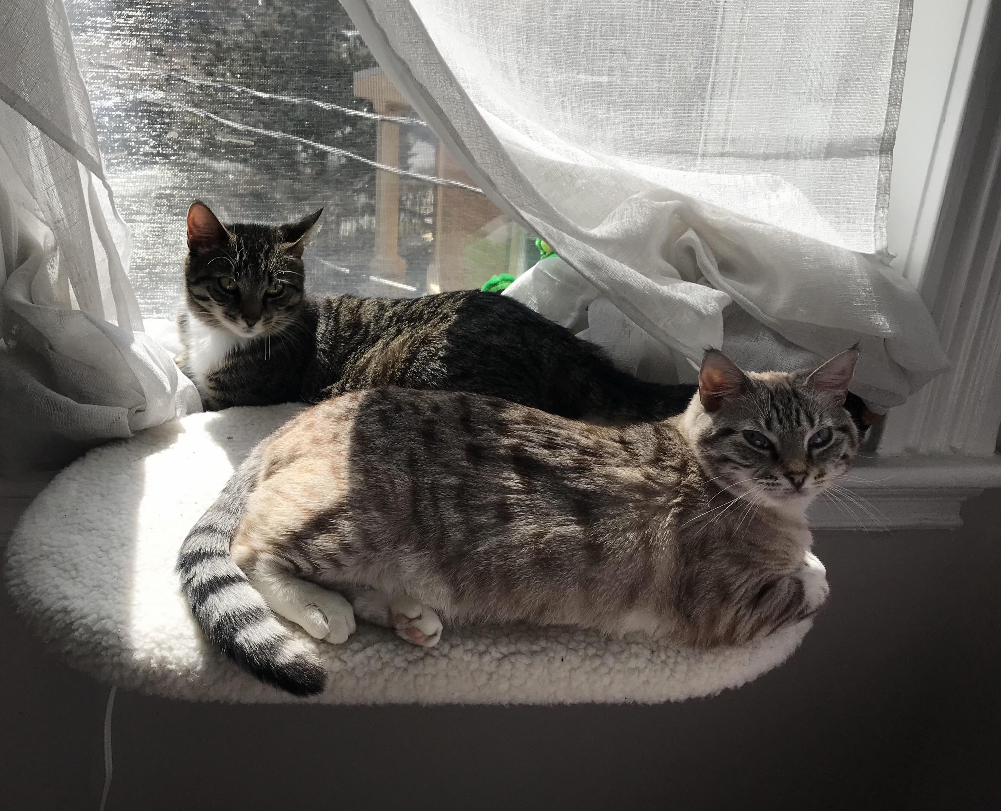 I Adopted Sasha (in the Back) a Few Months Ago. I Was Scared They Wouldnt Get Along, but Now Theyve Got Their Own Birdwatchers Club.