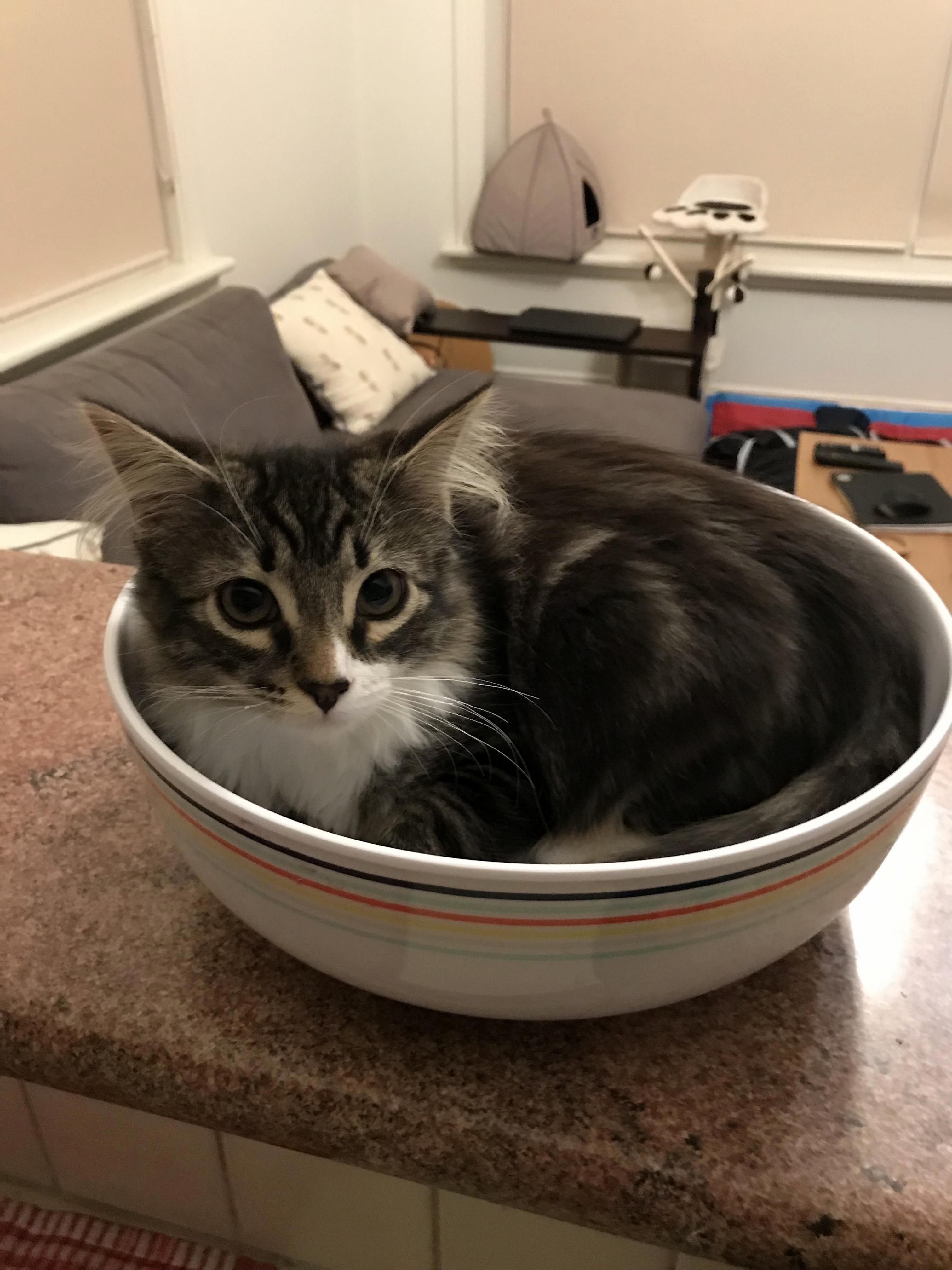 I Guess Im Having Kitten Salad for Dinner.