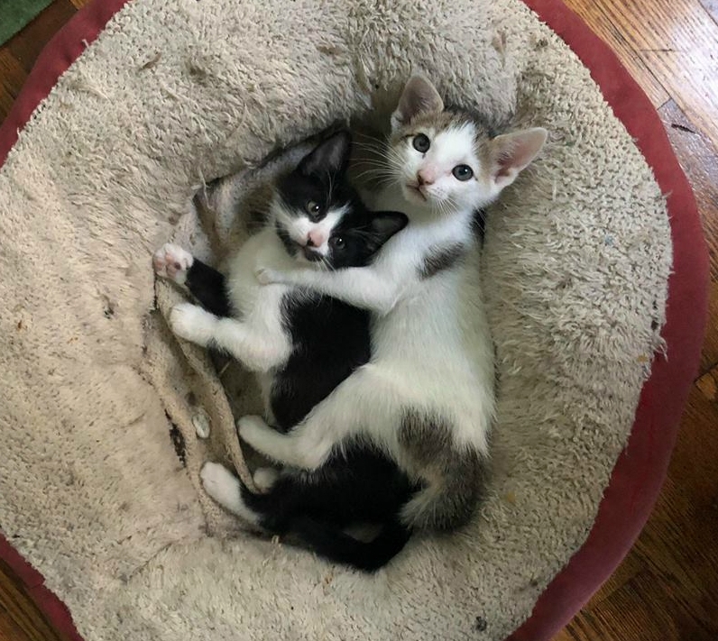 I Had to Put Down My Favorite Foster Kitten Last Week, the Firstborn of 6, My Little Tabby and White Lion. I Will Miss His Little Face Forever.
