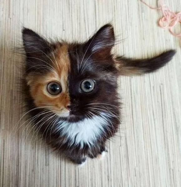 I Just Love This Awesone Cat