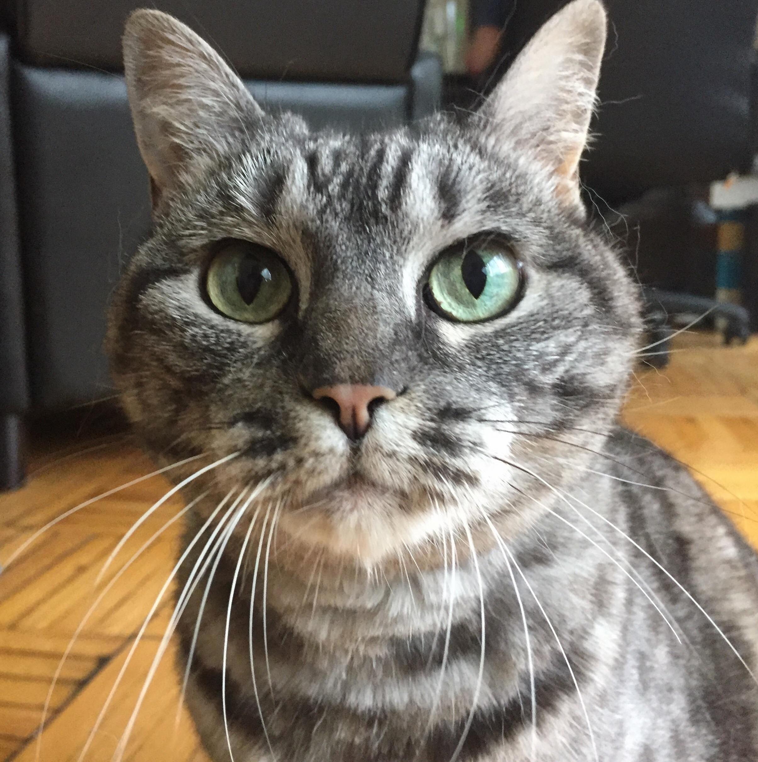I Love Her Little Goatee